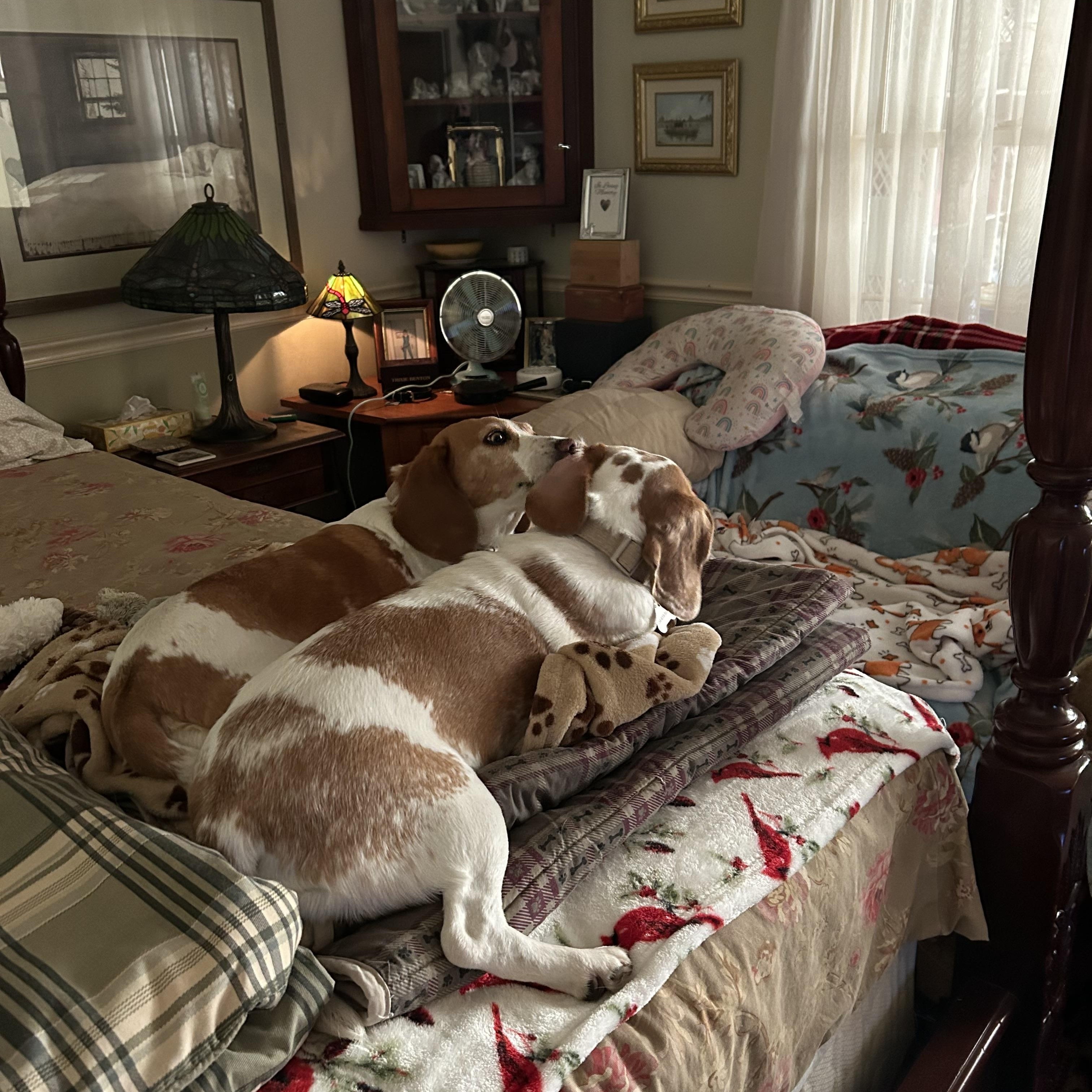 Enlarge Camelia, an adopted Beagle in Prairieville, LA image 1/6