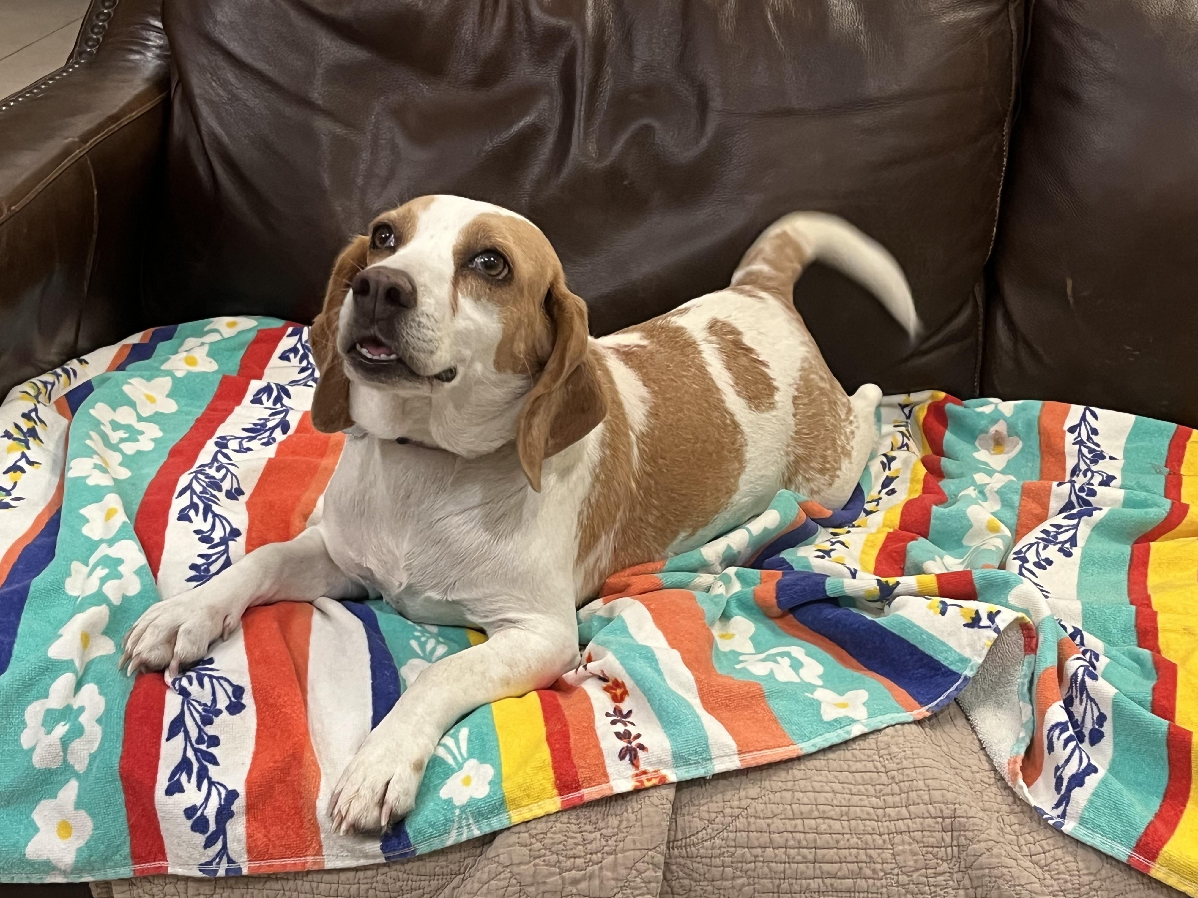 Camelia, a Adoptable Beagle in Prairieville, LA image 1/6