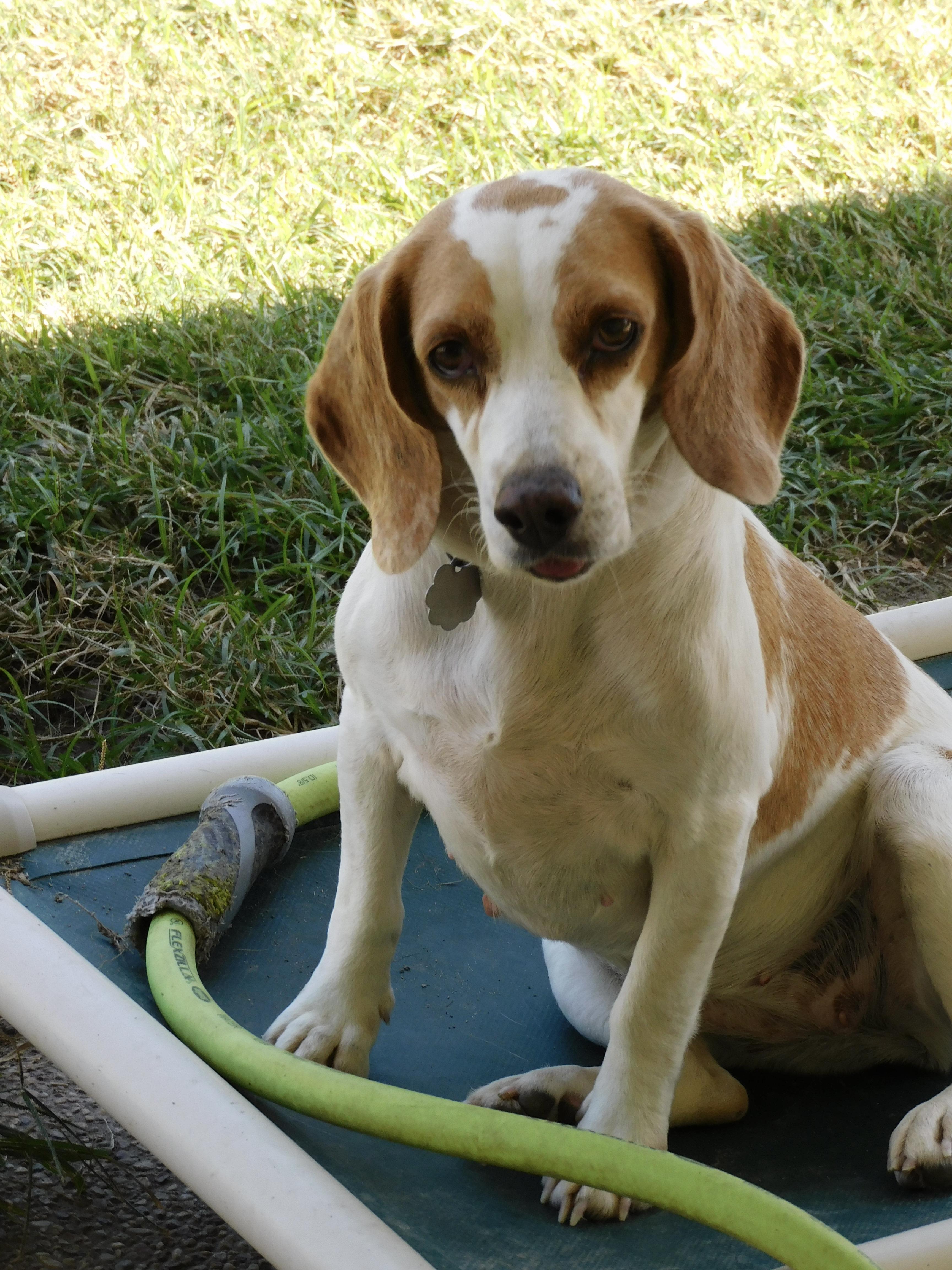 Camelia, a Adoptable Beagle in Prairieville, LA image 3/6