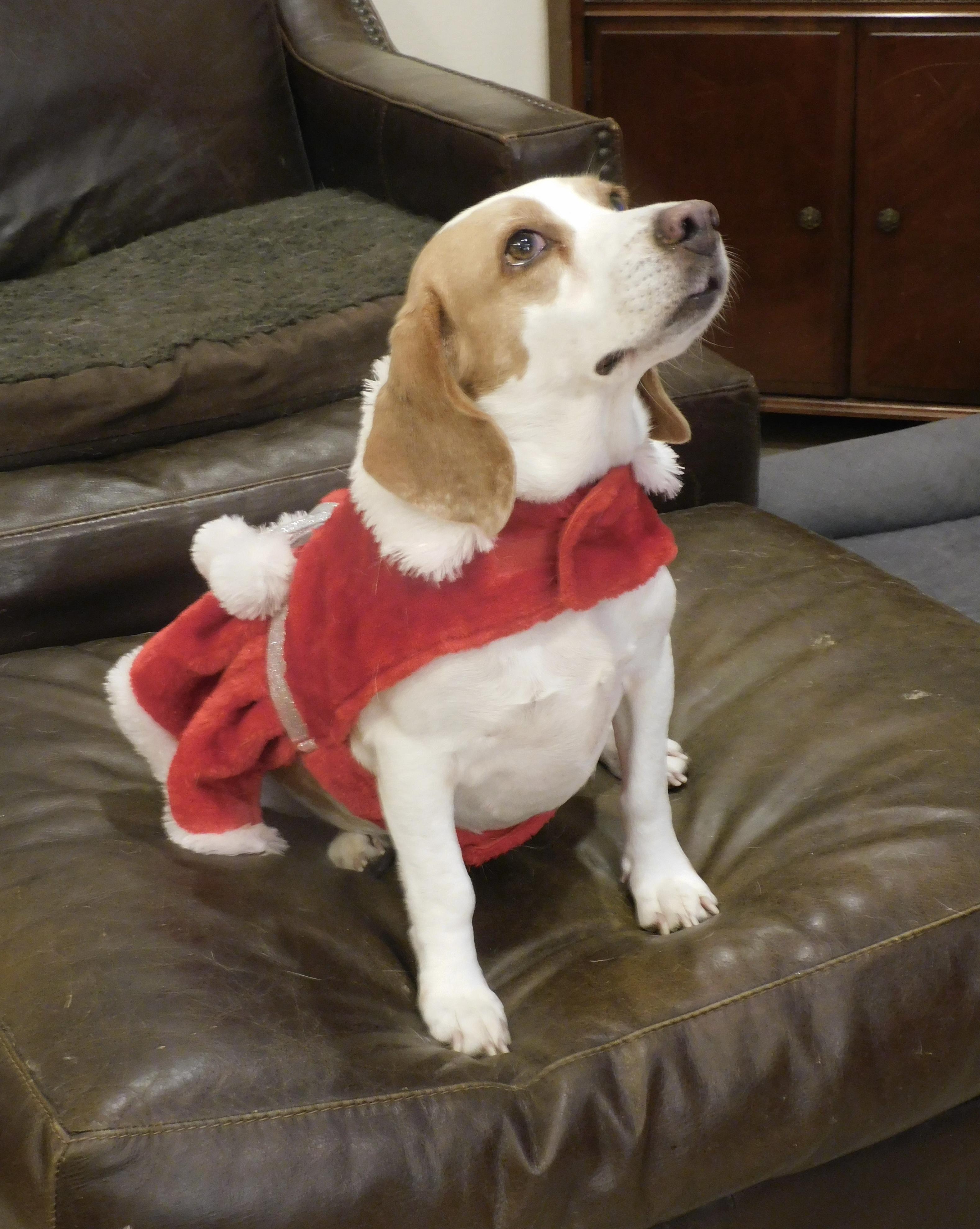 Enlarge Camelia, a Adoptable Beagle in Prairieville, LA image 3/6