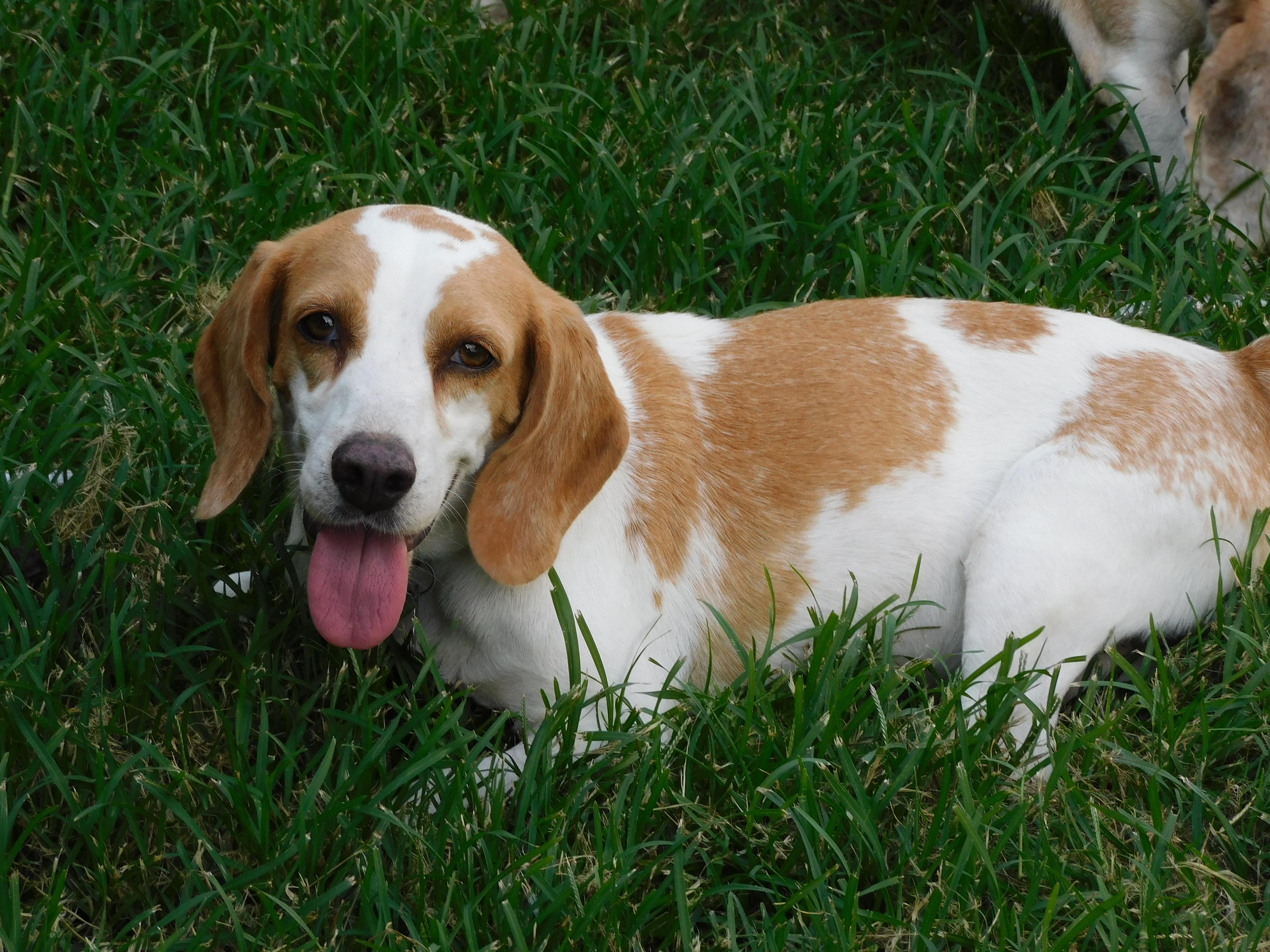 Camelia, a Adoptable Beagle in Prairieville, LA image 6/6
