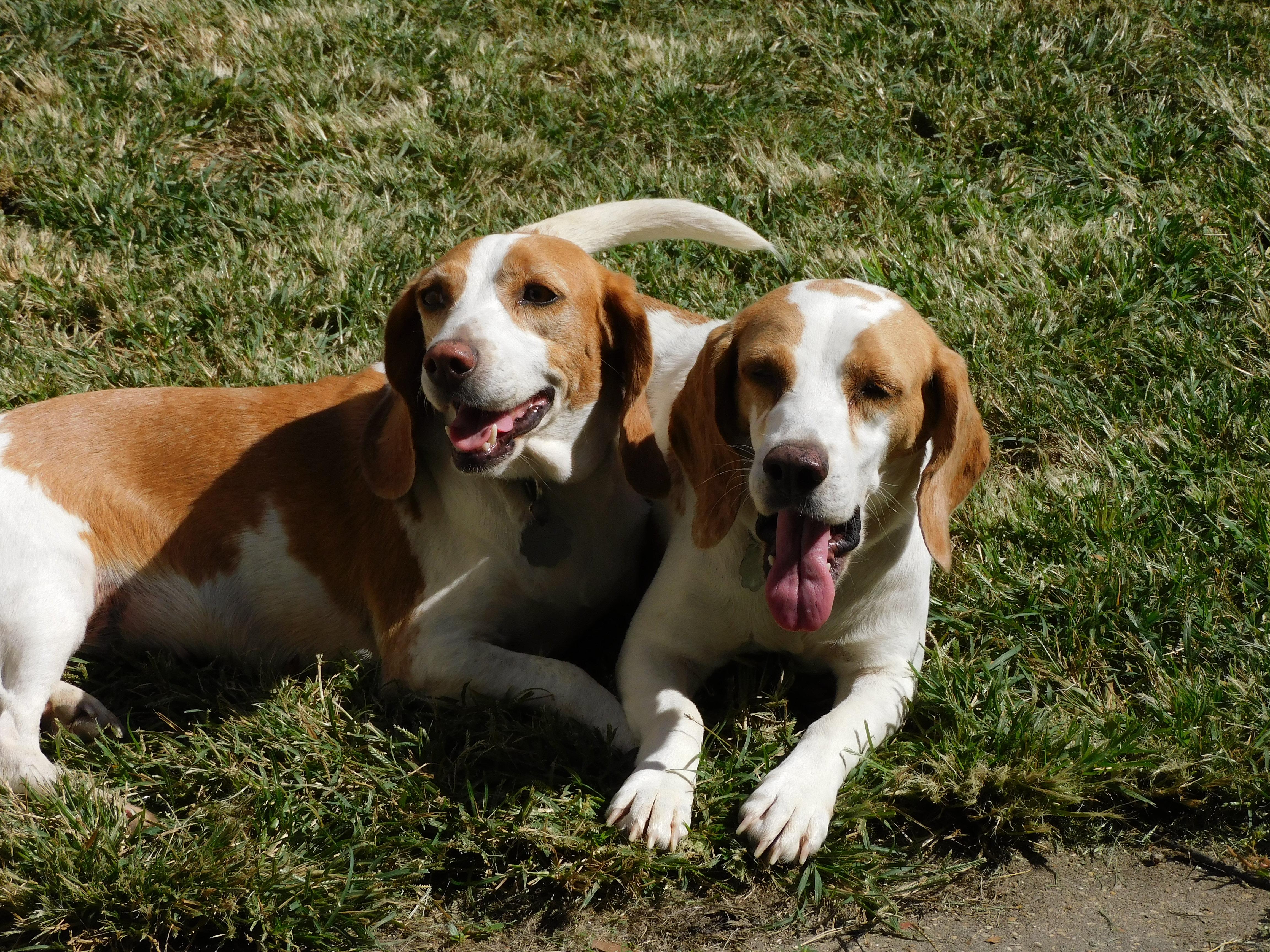 Camelia, a Adoptable Beagle in Prairieville, LA image 4/6