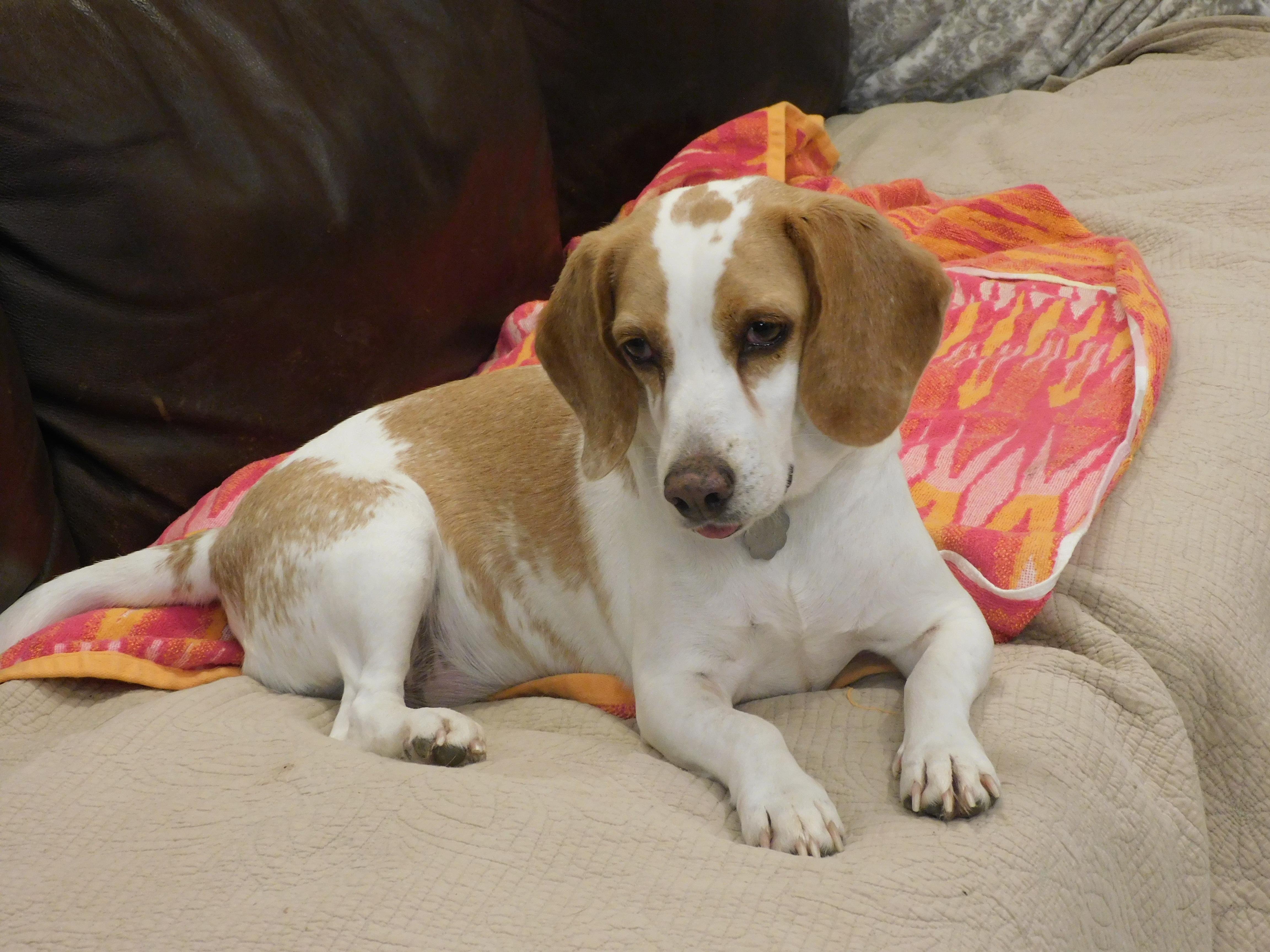 Enlarge Camelia, a Adoptable Beagle in Prairieville, LA image 2/6