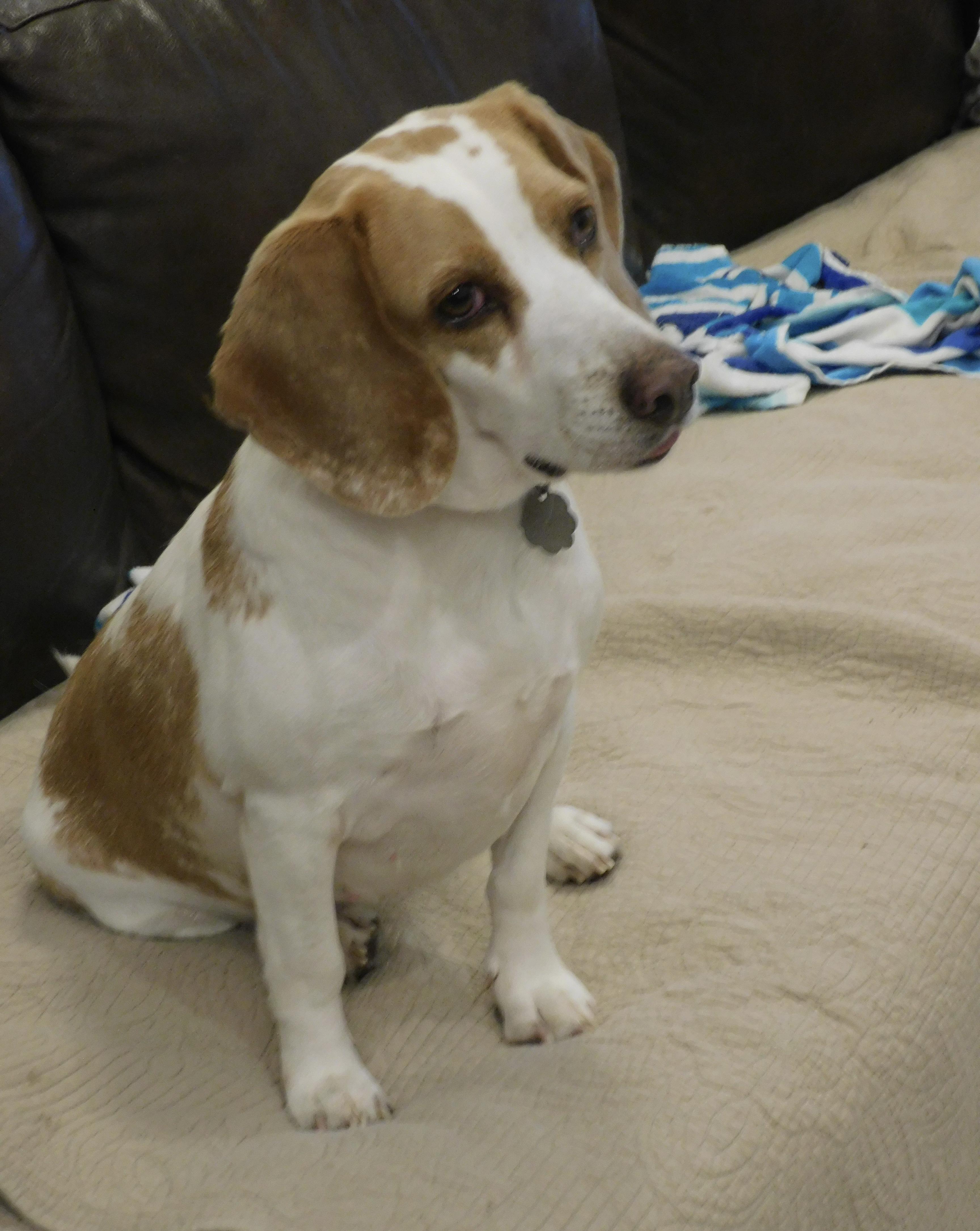 Enlarge Camelia, a Adoptable Beagle in Prairieville, LA image 1/6