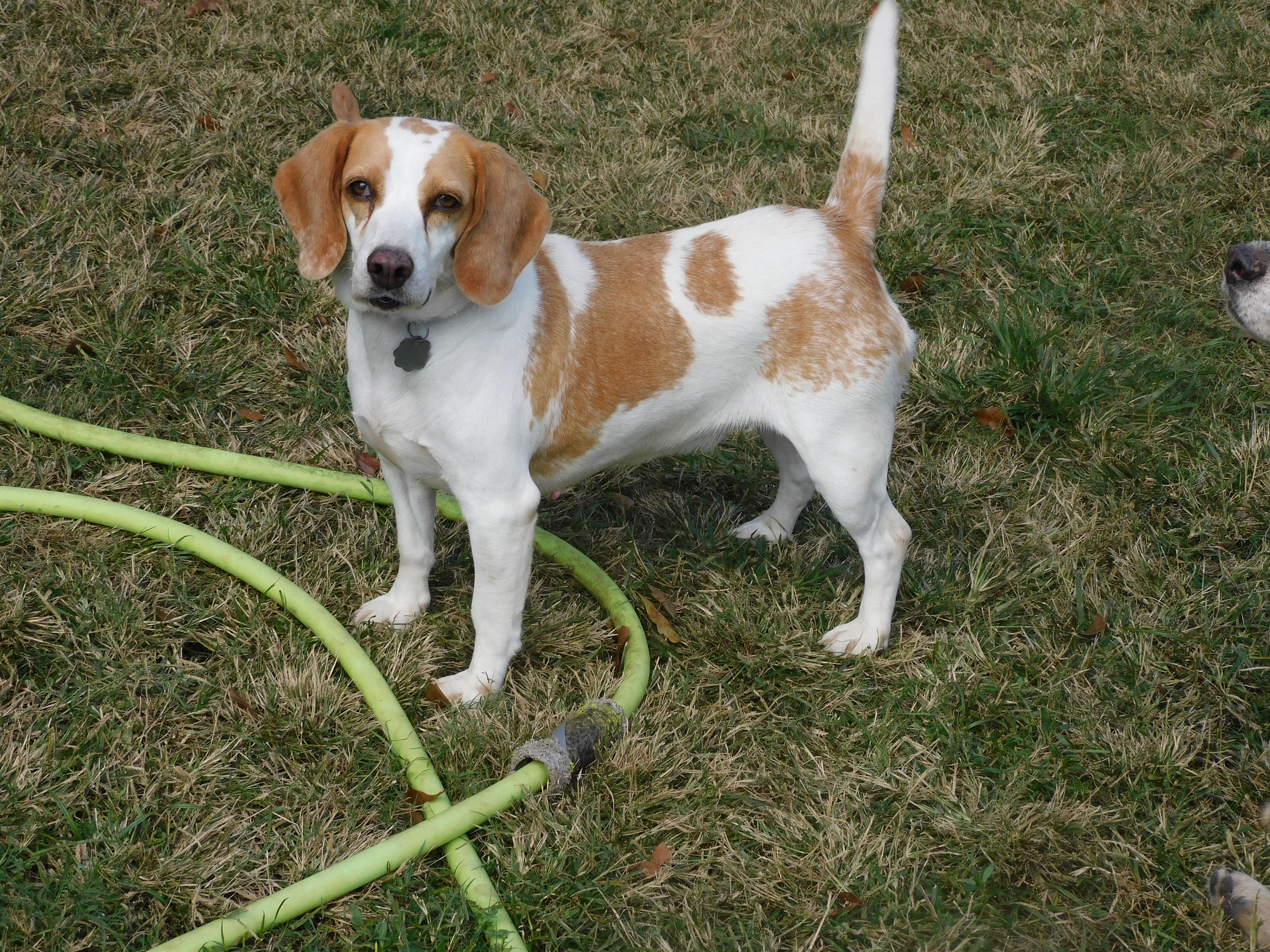 Camelia, Adoptable, Adult Female Beagle.