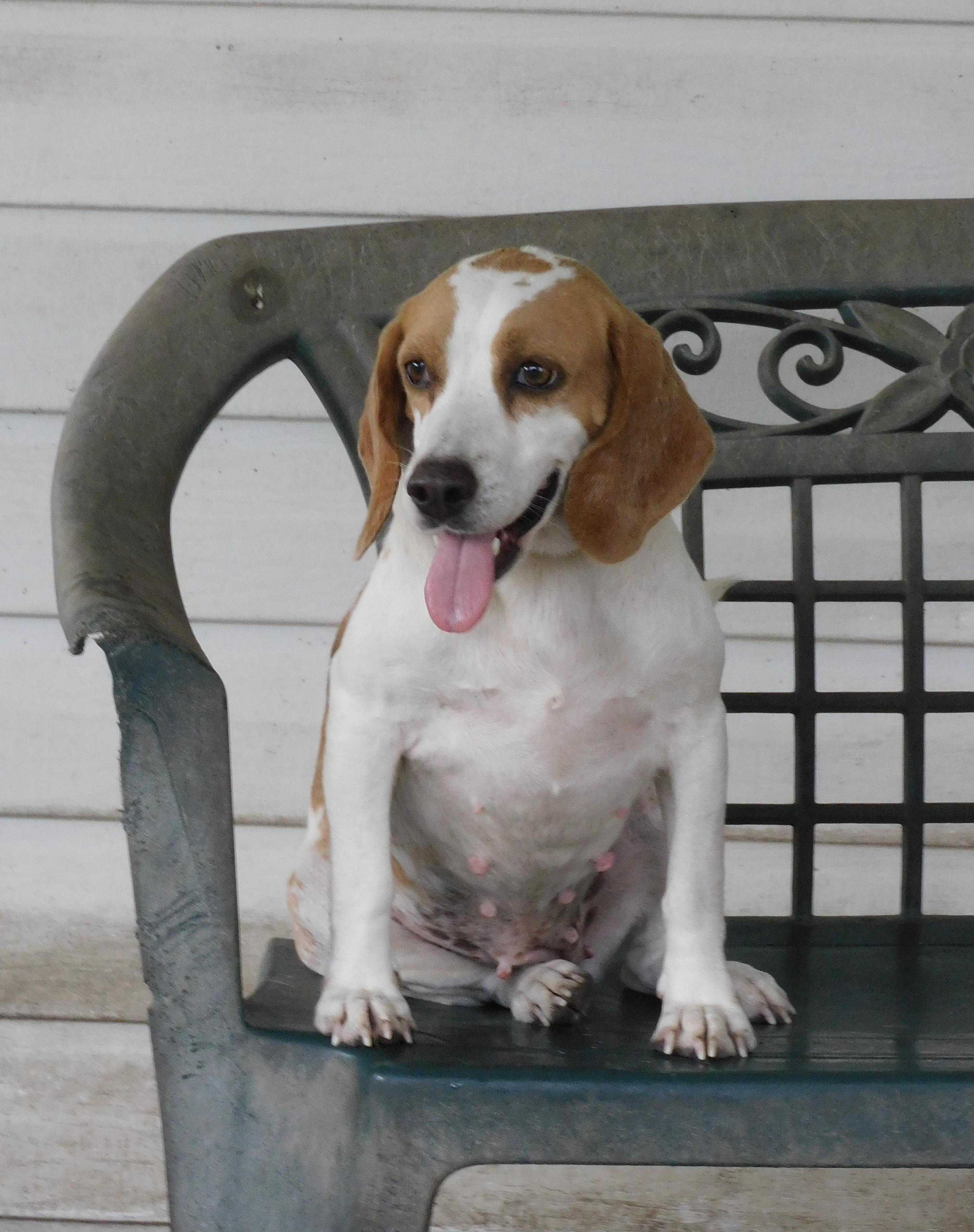 Camelia, a Adoptable Beagle in Prairieville, LA image 5/6