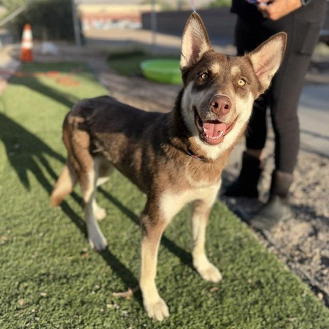 Cheyenne (SQ-055), Adoptable, Young Female Husky & Mixed Breed.