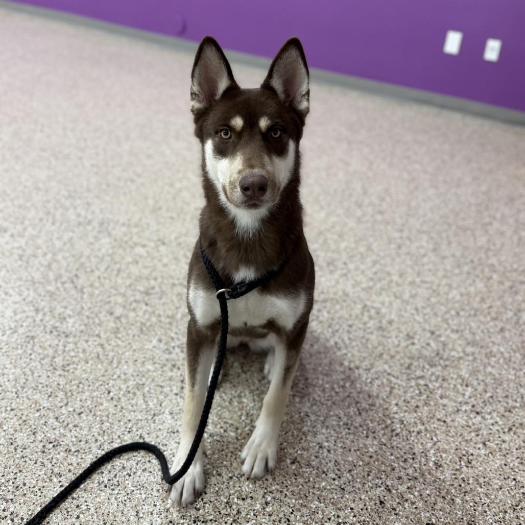 Enlarge Cheyenne (SQ-055), a Adoptable mixed breed in Bullhead City, AZ image 2/3