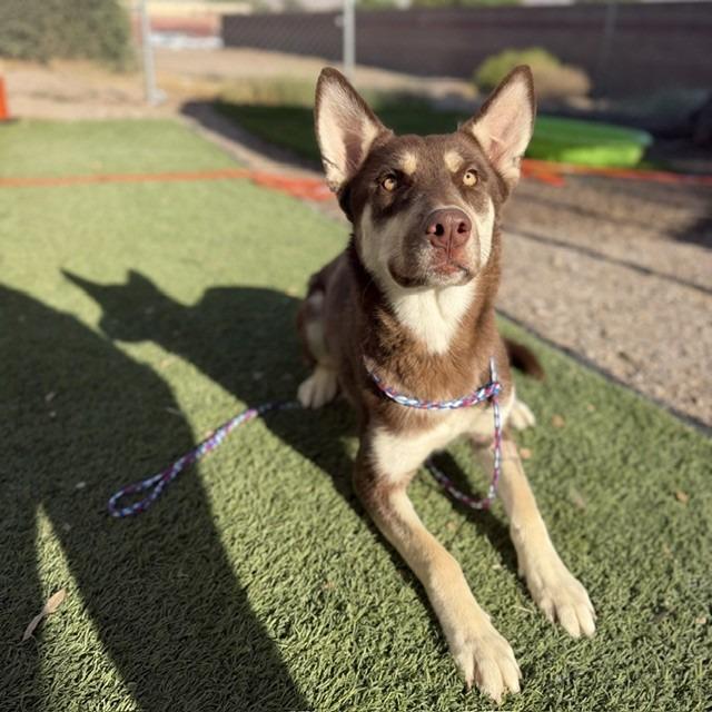 Cheyenne (SQ-055), a Adoptable mixed breed in Bullhead City, AZ image 2/2