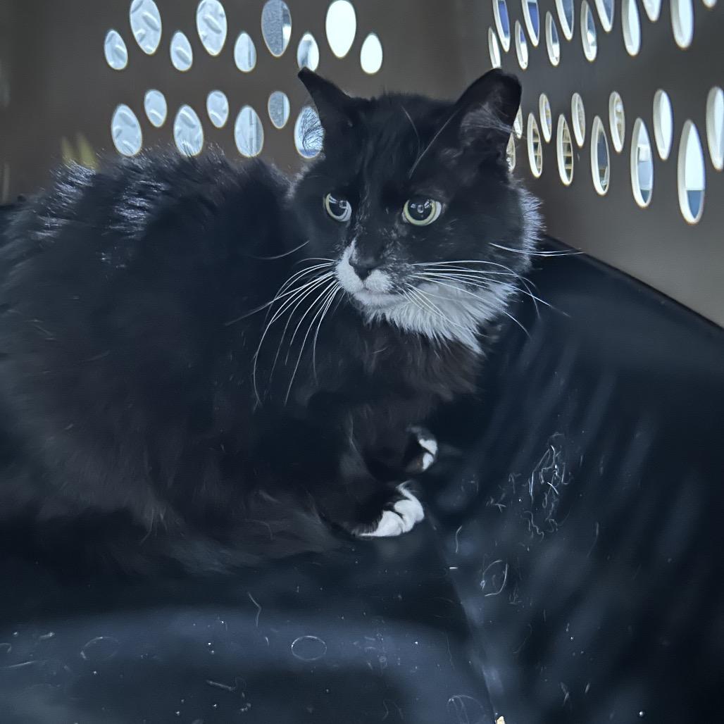 Olive Tree, Adoptable, Senior Male Domestic Long Hair.