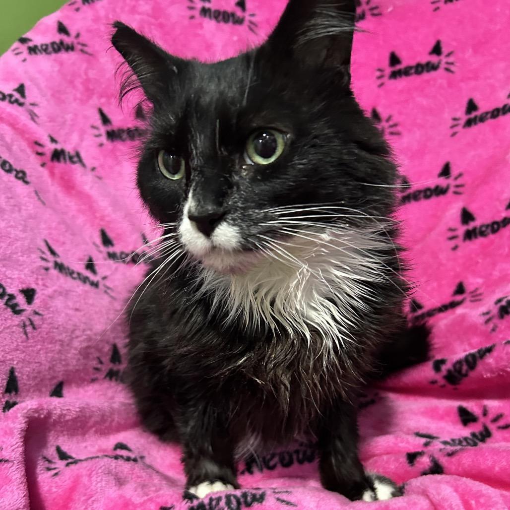 Enlarge Olive Tree, a Adoptable Domestic Long Hair in Oyster Bay, NY image 2/2
