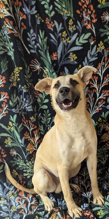 Soros, ADOPTABLE, Young Male Australian Kelpie.