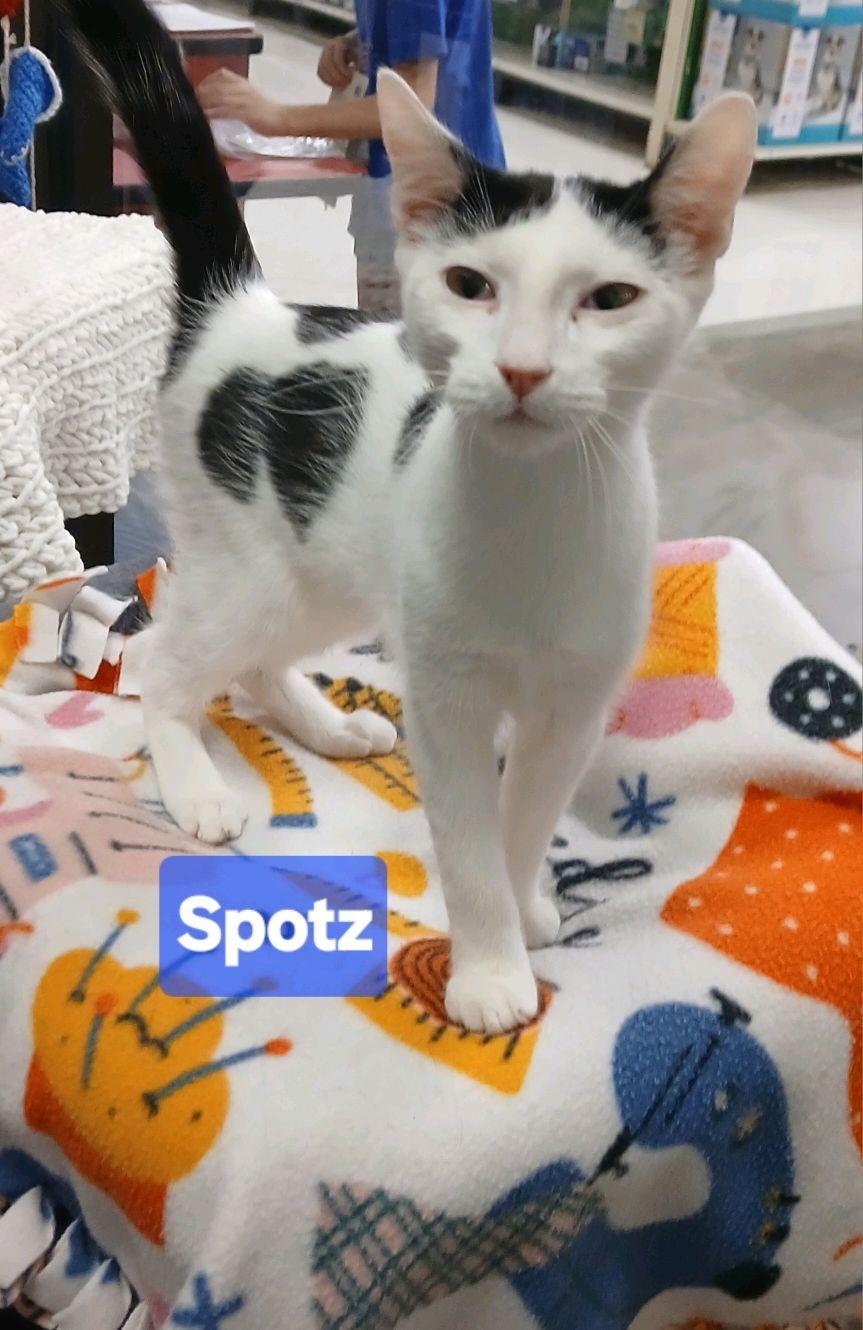 Enlarge Spotz, a Adopted Domestic Short Hair in Philadelphia, PA image 1/1