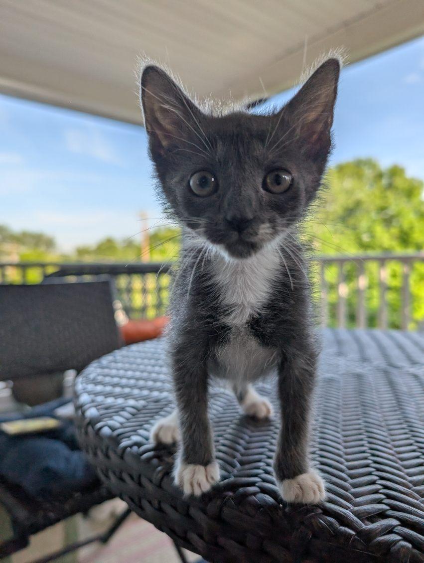 Squirmy, a Adoptable mixed breed in Knoxville, TN image 1/3