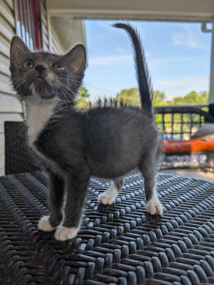 Squirmy, a Adoptable mixed breed in Knoxville, TN image 2/3