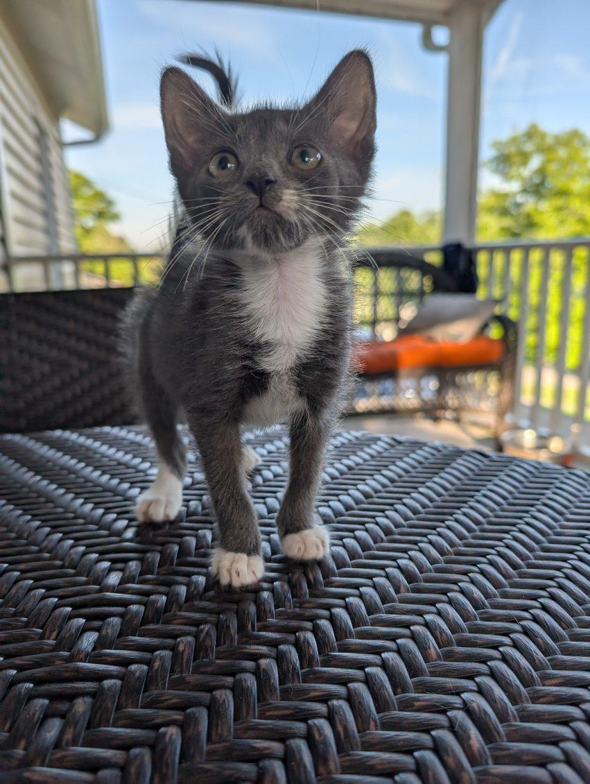 Squirmy, a Adoptable mixed breed in Knoxville, TN image 3/3