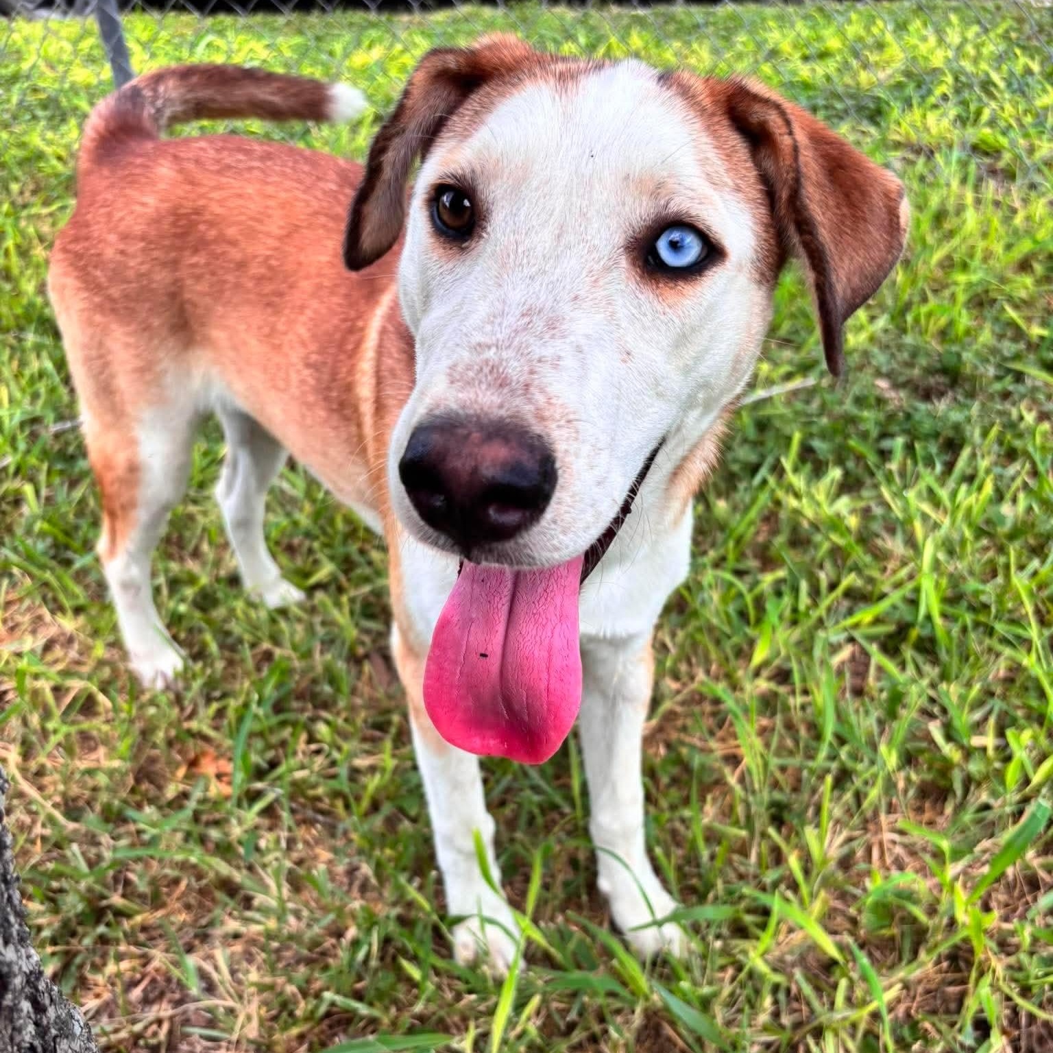 Leia, Adoptable, Young Female Labrador Retriever & Beagle.