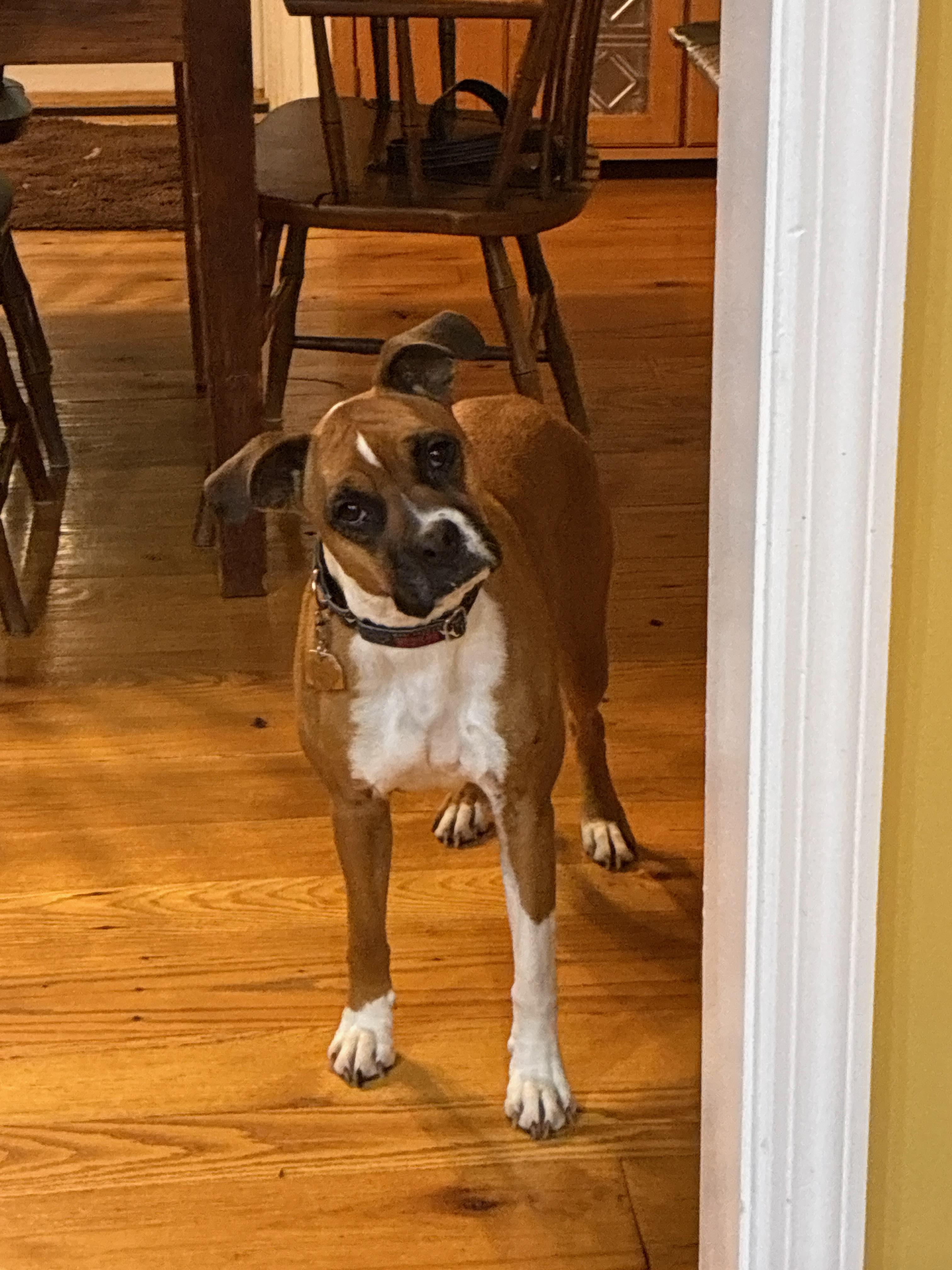 Lucy, adopted, Adult Female Boxer.