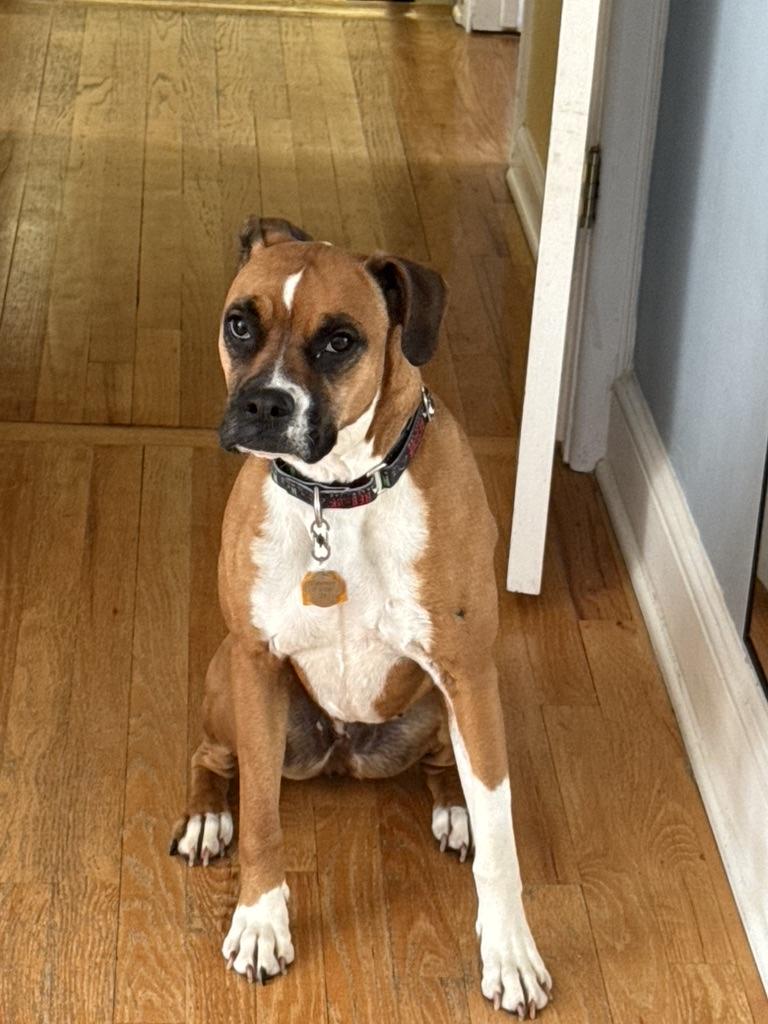 Enlarge Lucy, an adoption pending Boxer in Middlesex, NJ image 3/3