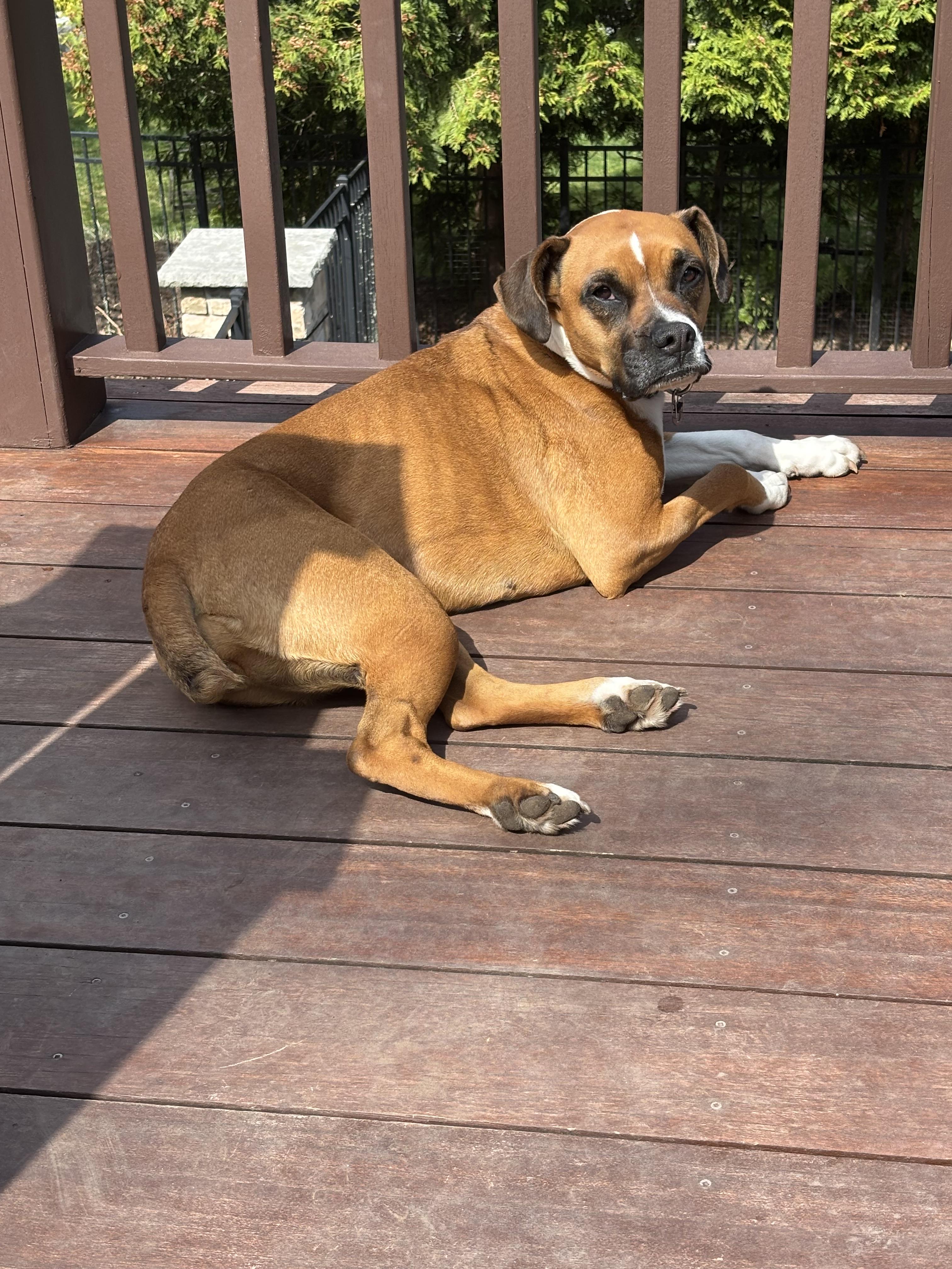 Enlarge Lucy, an adoption pending Boxer in Middlesex, NJ image 2/3