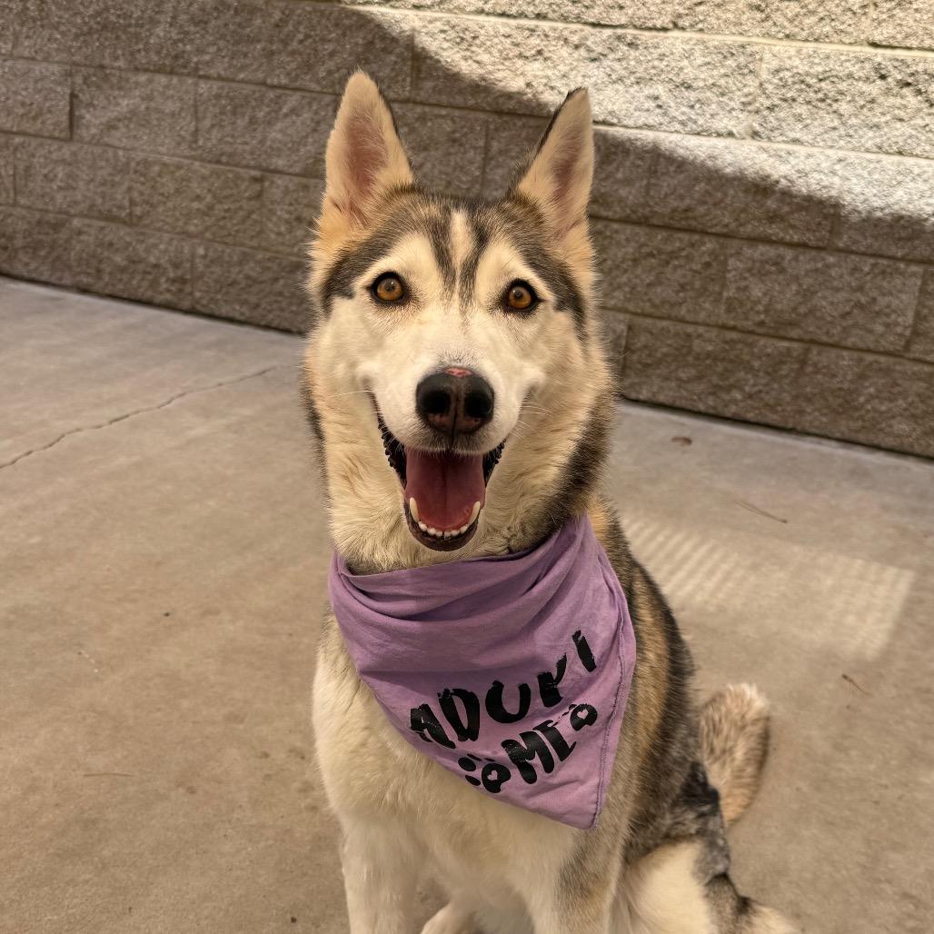 Mieshka, Adoptable, Adult Female Siberian Husky & Mixed Breed.