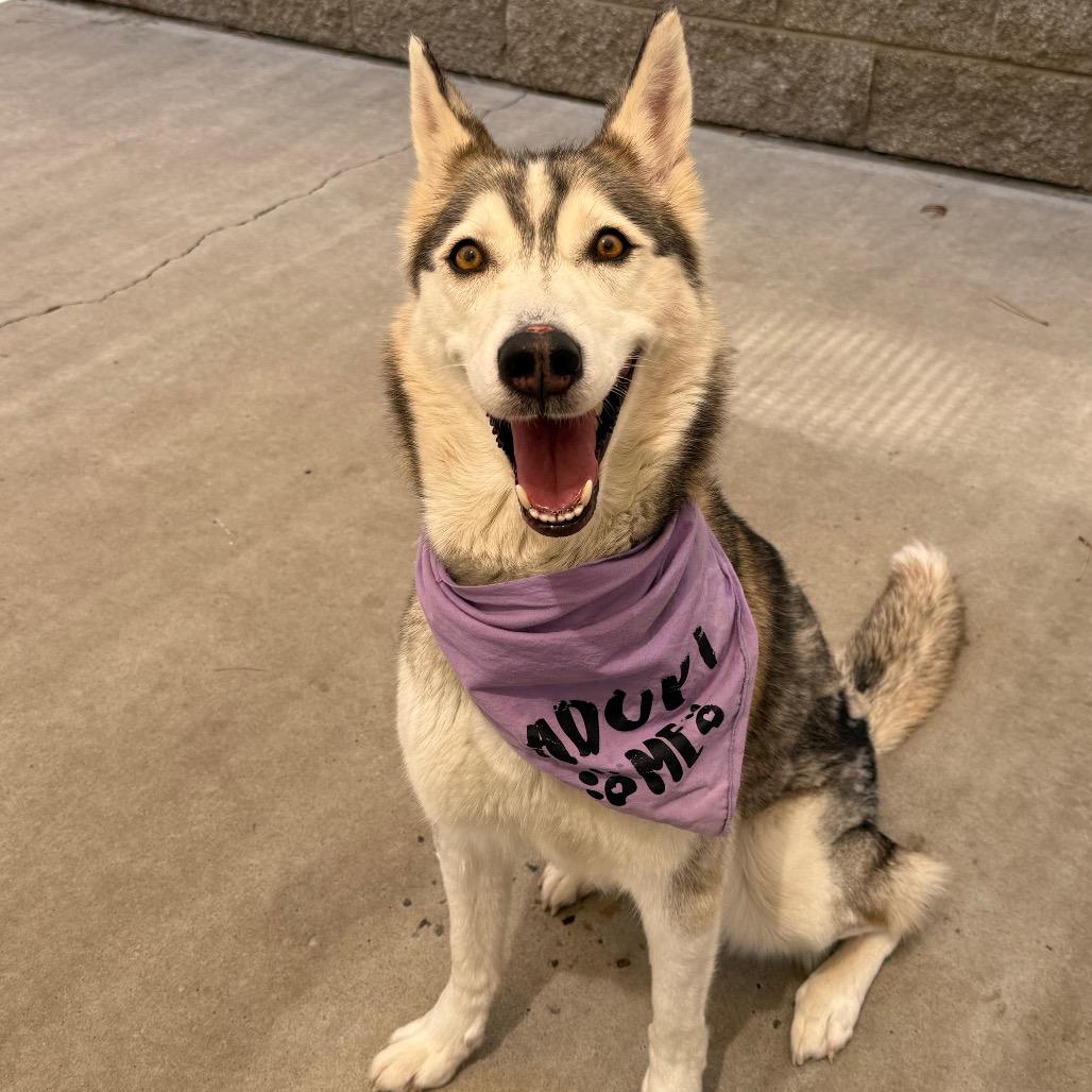 Enlarge Mieshka, a Adoptable mixed breed in Durango, CO image 2/4