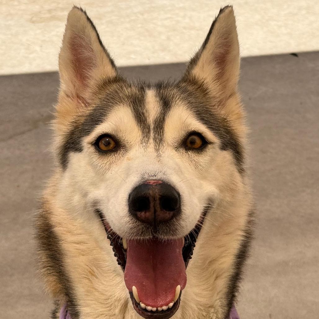 Enlarge Mieshka, a Adoptable mixed breed in Durango, CO image 4/4