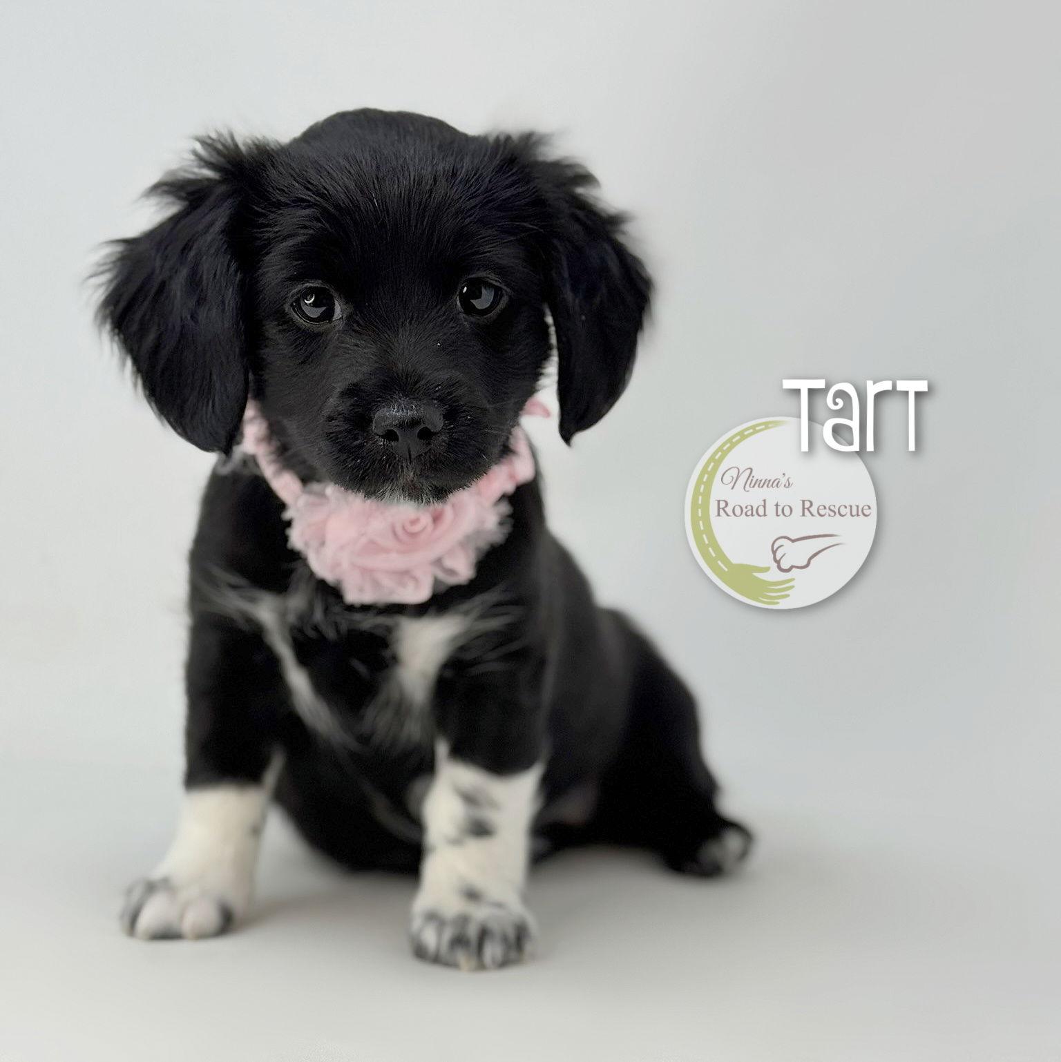 Tart (READ THOROUGHLY), Adopted, Puppy Female Cockapoo.