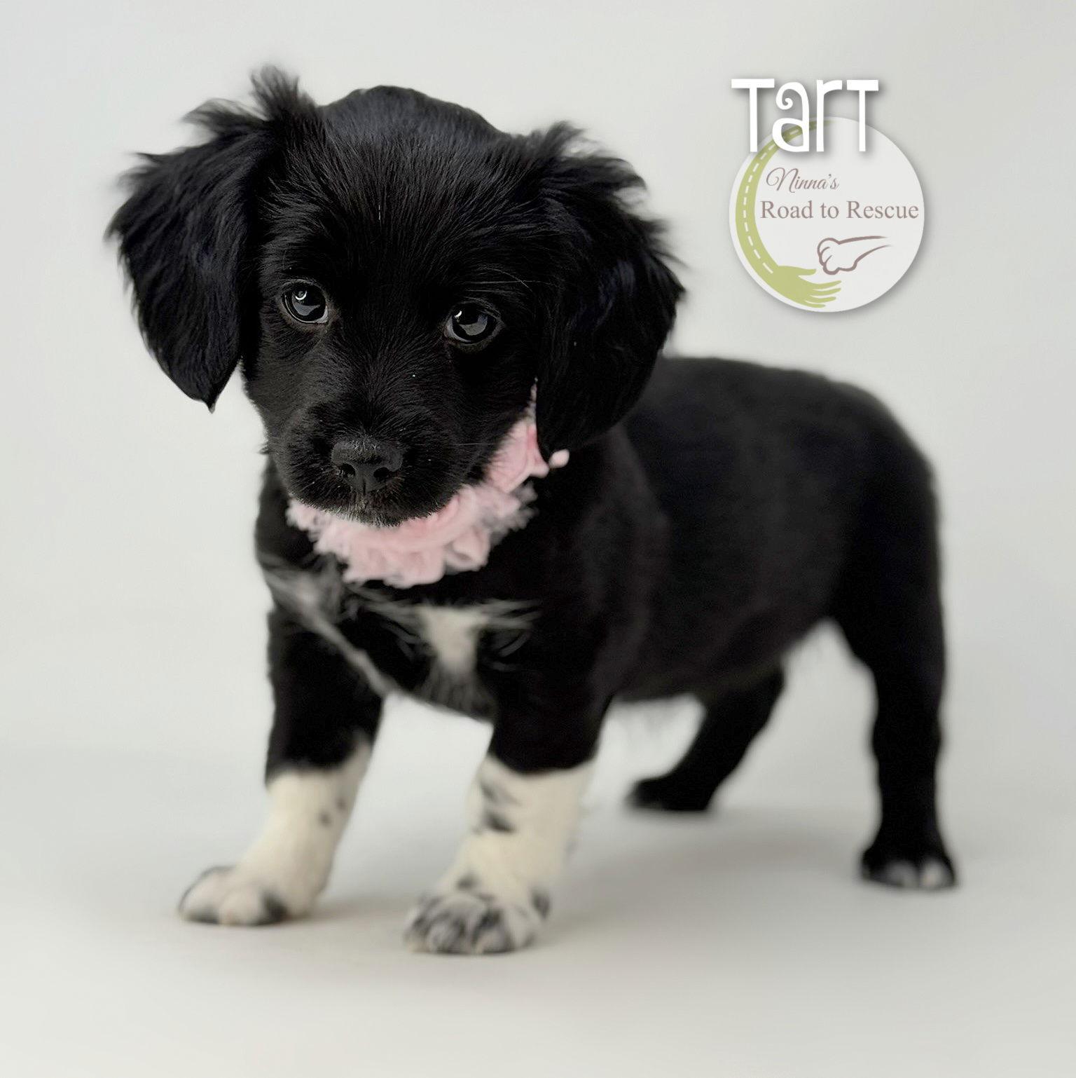 Enlarge Tart (READ THOROUGHLY), a Adopted Cockapoo in Benton, LA image 2/2