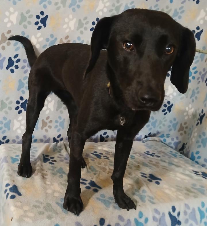 Enlarge Rose, a ADOPTABLE mixed breed in Mena, AR image 2/4