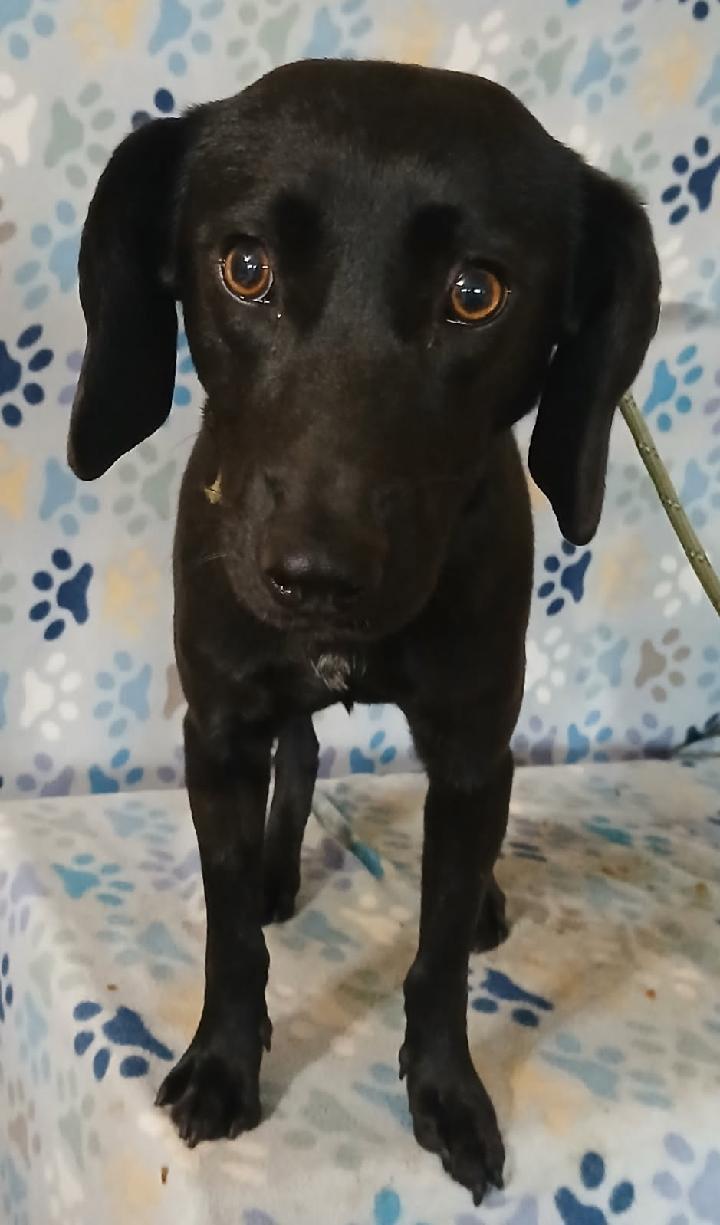 Enlarge Rose, a ADOPTABLE mixed breed in Mena, AR image 1/4