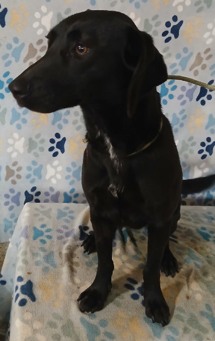 Enlarge Rose, a ADOPTABLE mixed breed in Mena, AR image 3/4