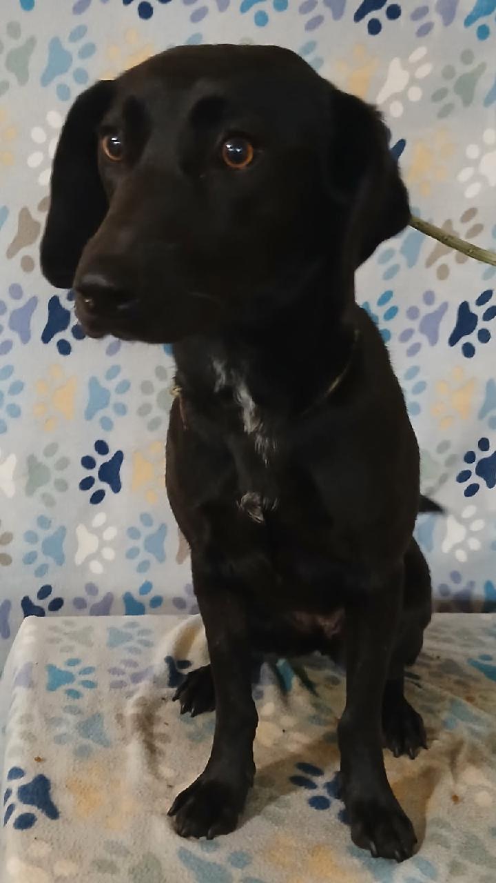 Enlarge Rose, a ADOPTABLE mixed breed in Mena, AR image 4/4