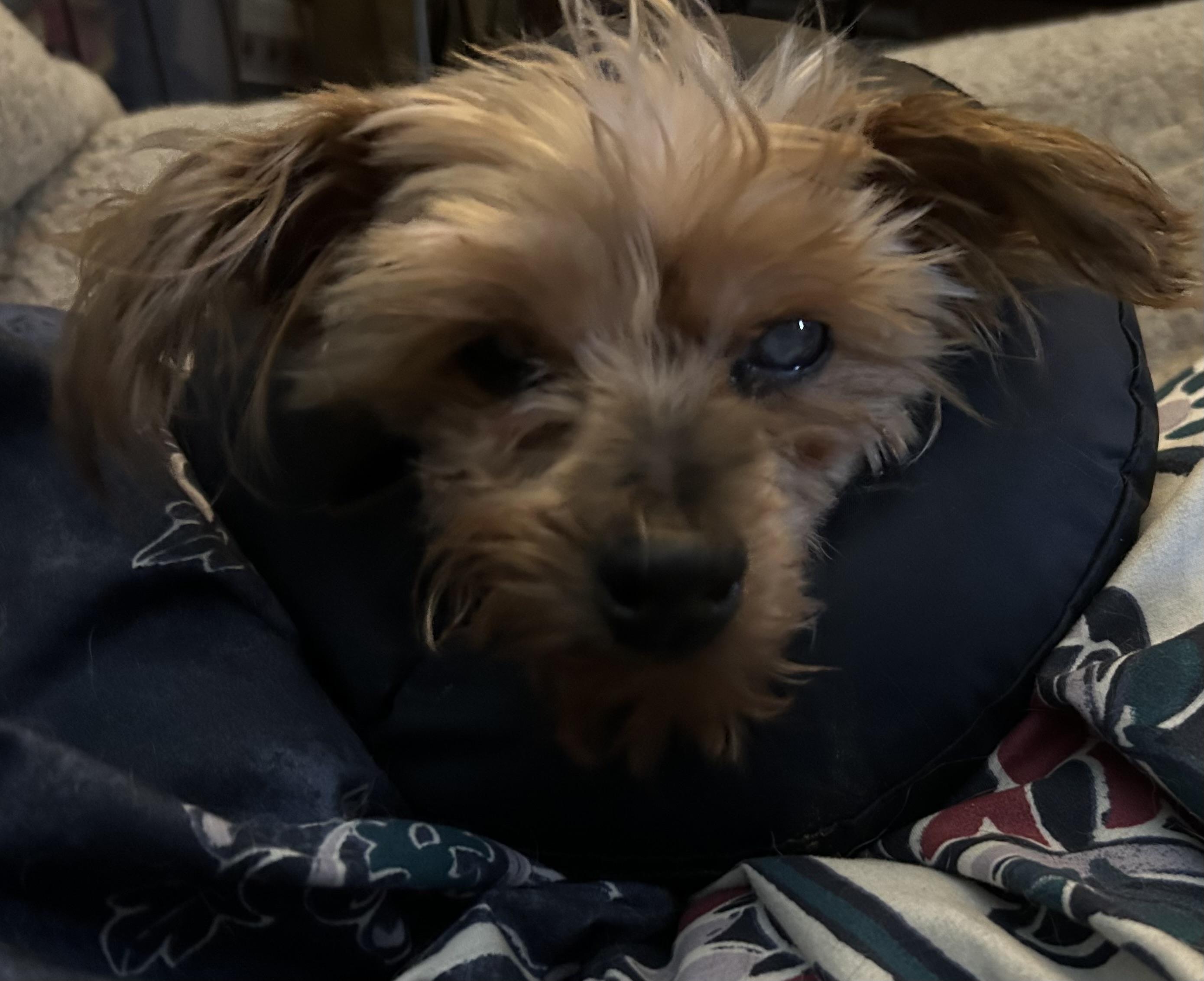 Enlarge Elsa-BLIND, an adopted Yorkshire Terrier in Oak Ridge, NJ image 2/3