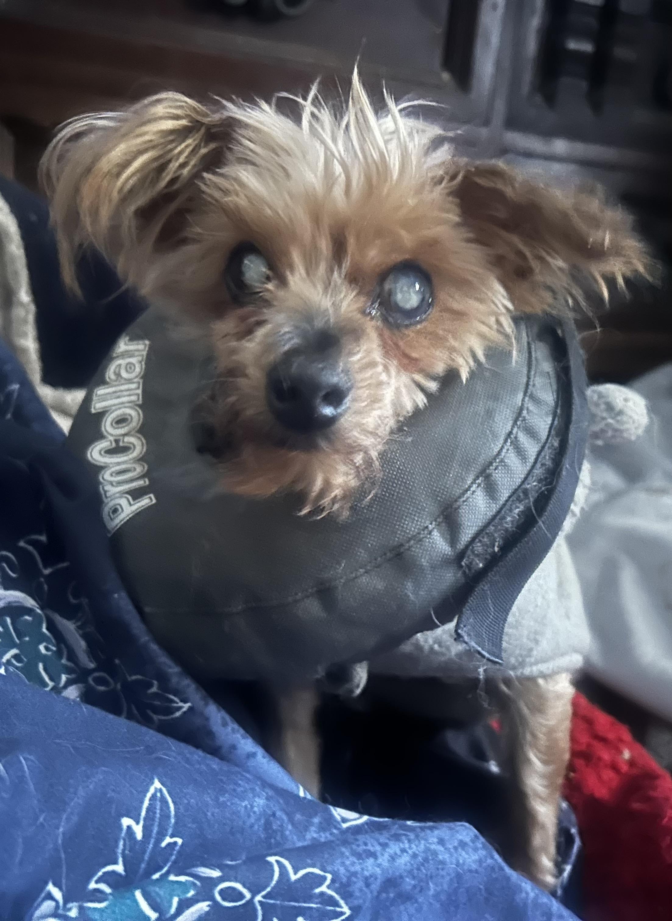 Elsa-BLIND, adopted, Senior Female Yorkshire Terrier.