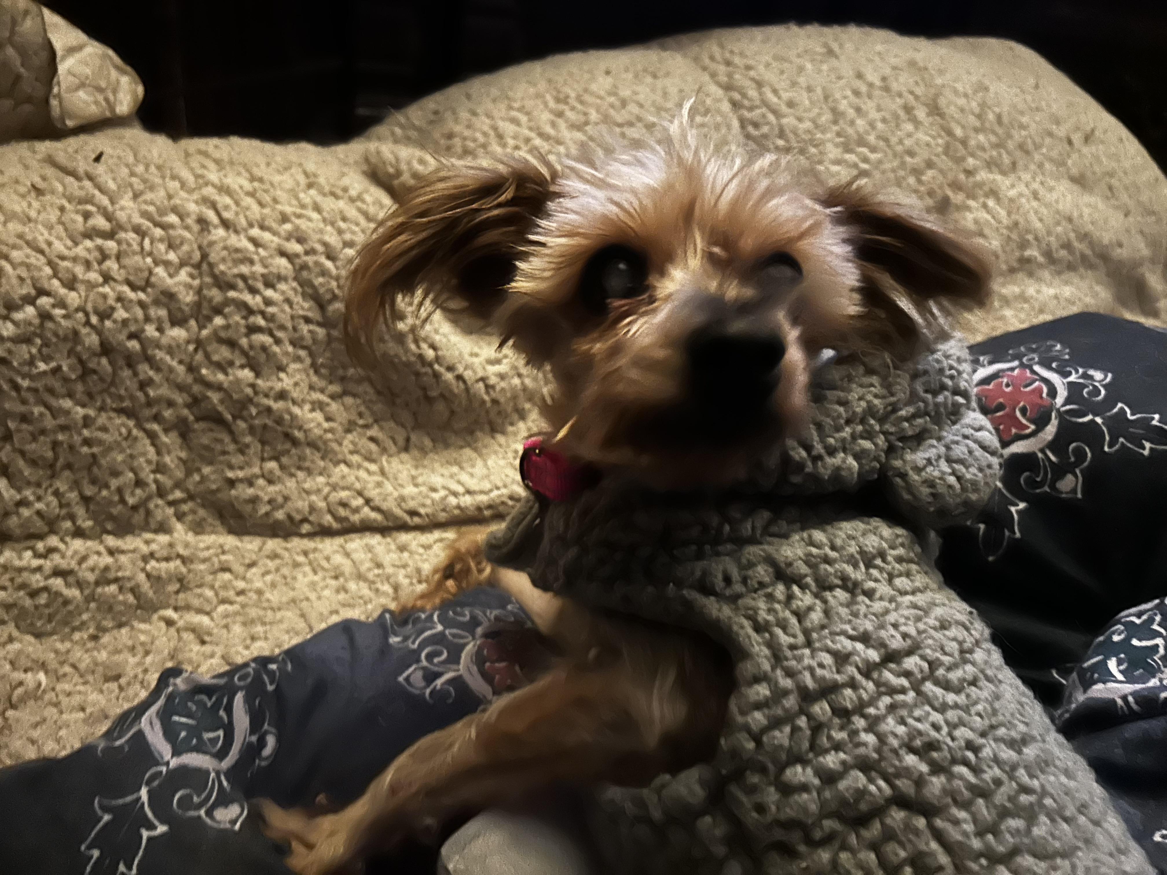 Enlarge Elsa-BLIND, an adopted Yorkshire Terrier in Oak Ridge, NJ image 3/3