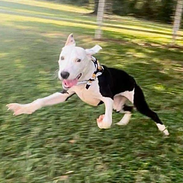 Enlarge Bonnie, a Adoptable Mixed Breed in Pelham, NH image 3/5