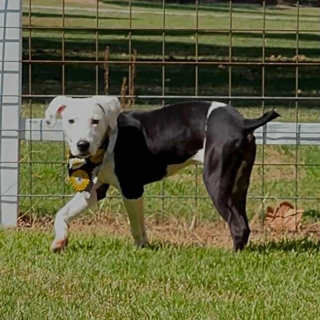 Enlarge Bonnie, a Adoptable Mixed Breed in Pelham, NH image 5/5