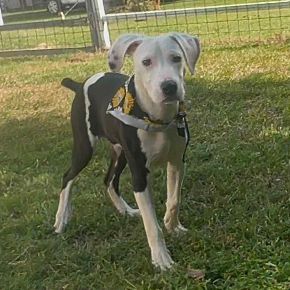 Bonnie, Adoptable, Young Female Mixed Breed.