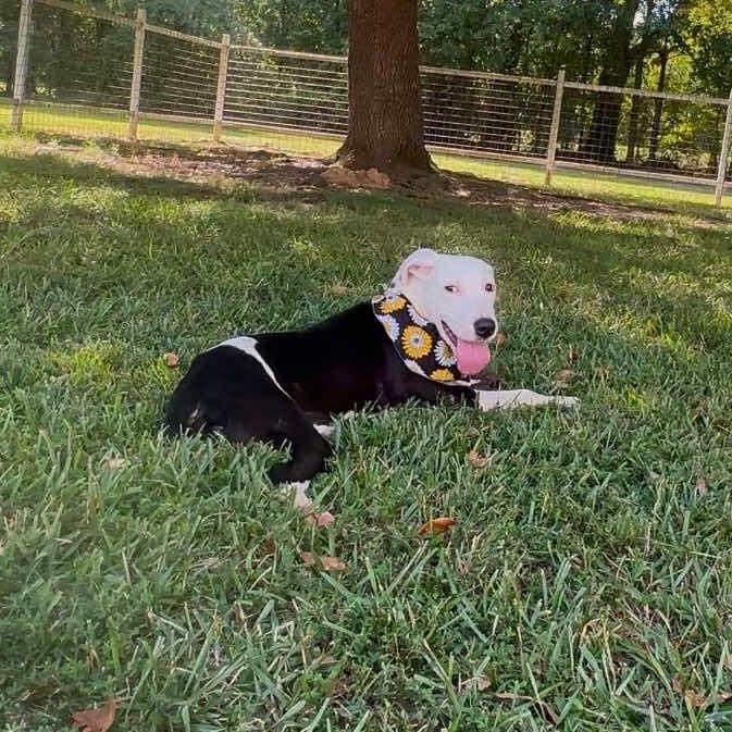 Enlarge Bonnie, a Adoptable Mixed Breed in Pelham, NH image 4/5