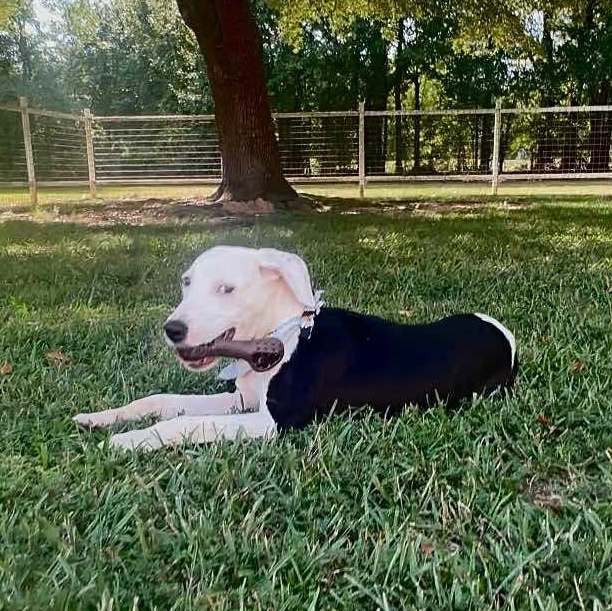 Enlarge Bonnie, a Adoptable Mixed Breed in Pelham, NH image 2/5