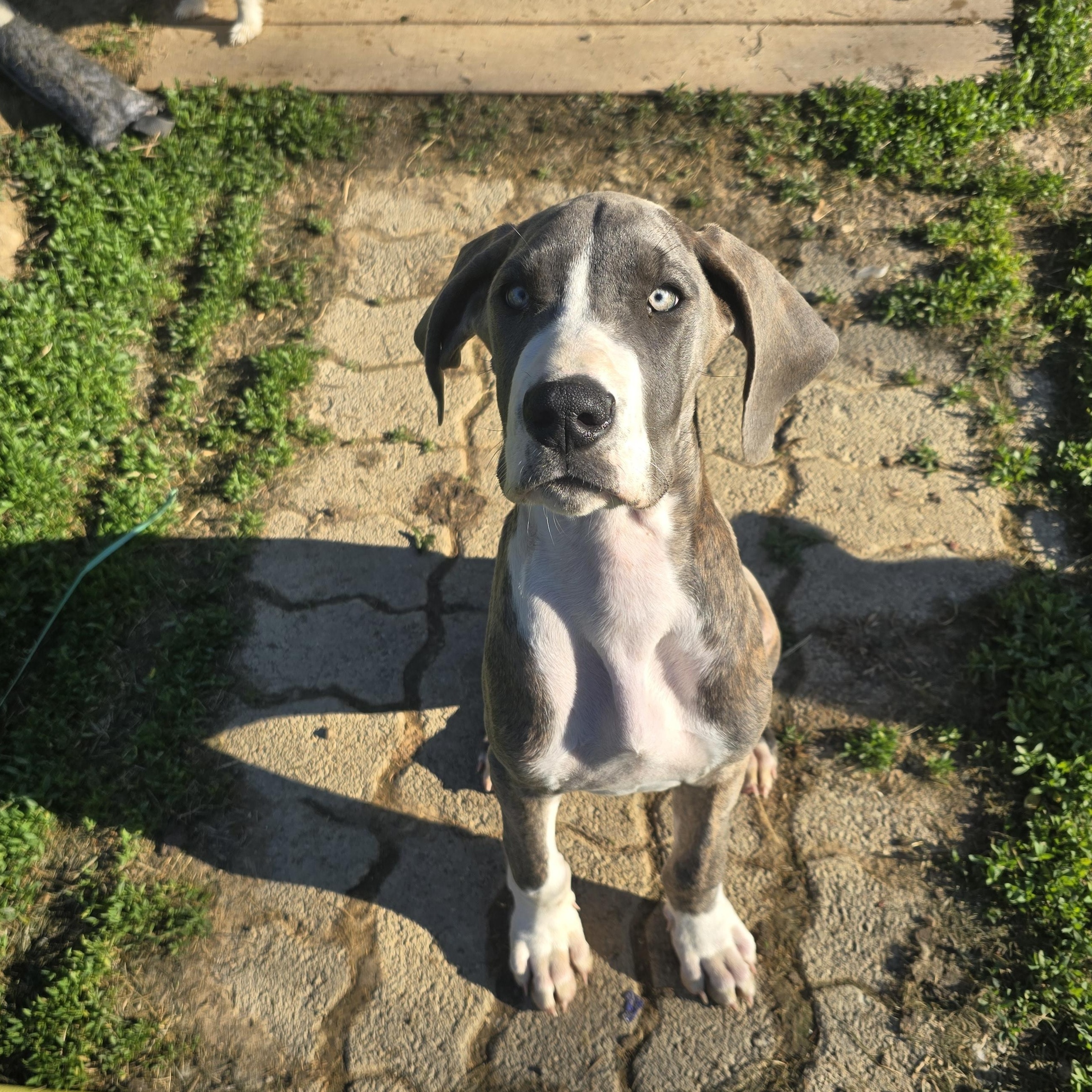 Jewel, ADOPTABLE, Puppy Female Great Dane.