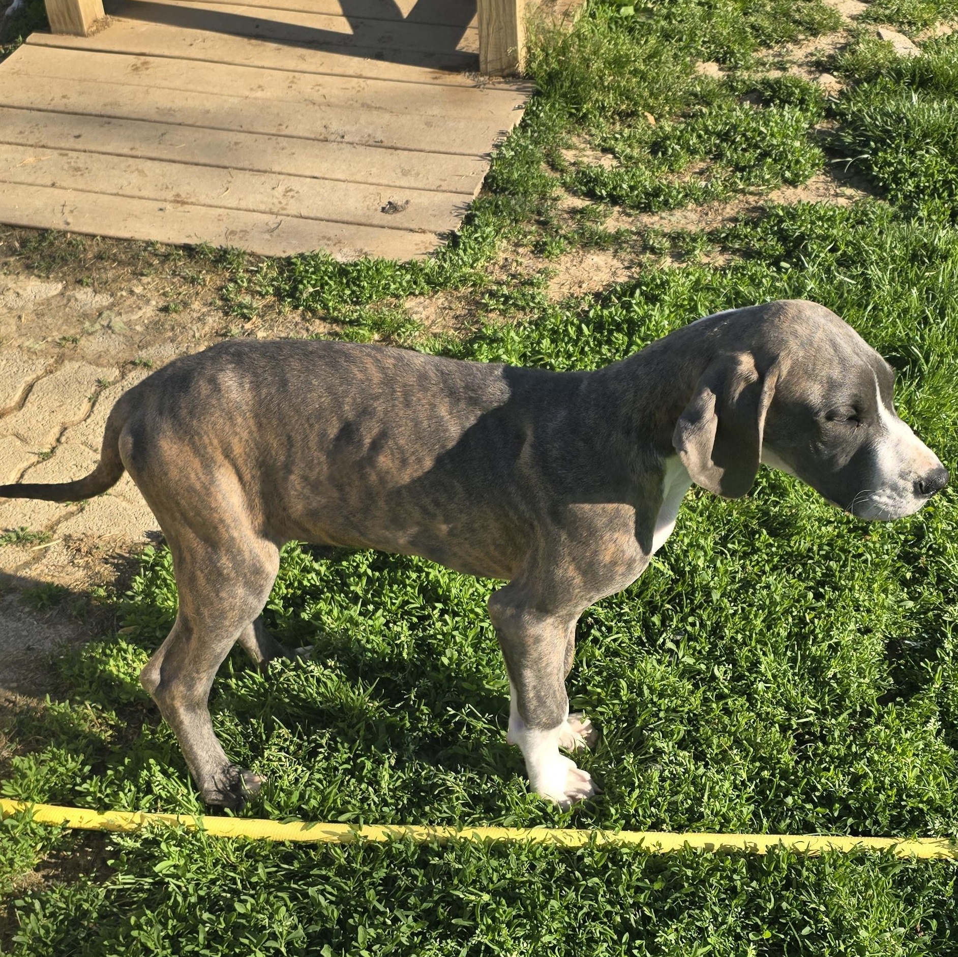 Enlarge Jewel, a ADOPTABLE Great Dane in Zaleski, OH image 2/2