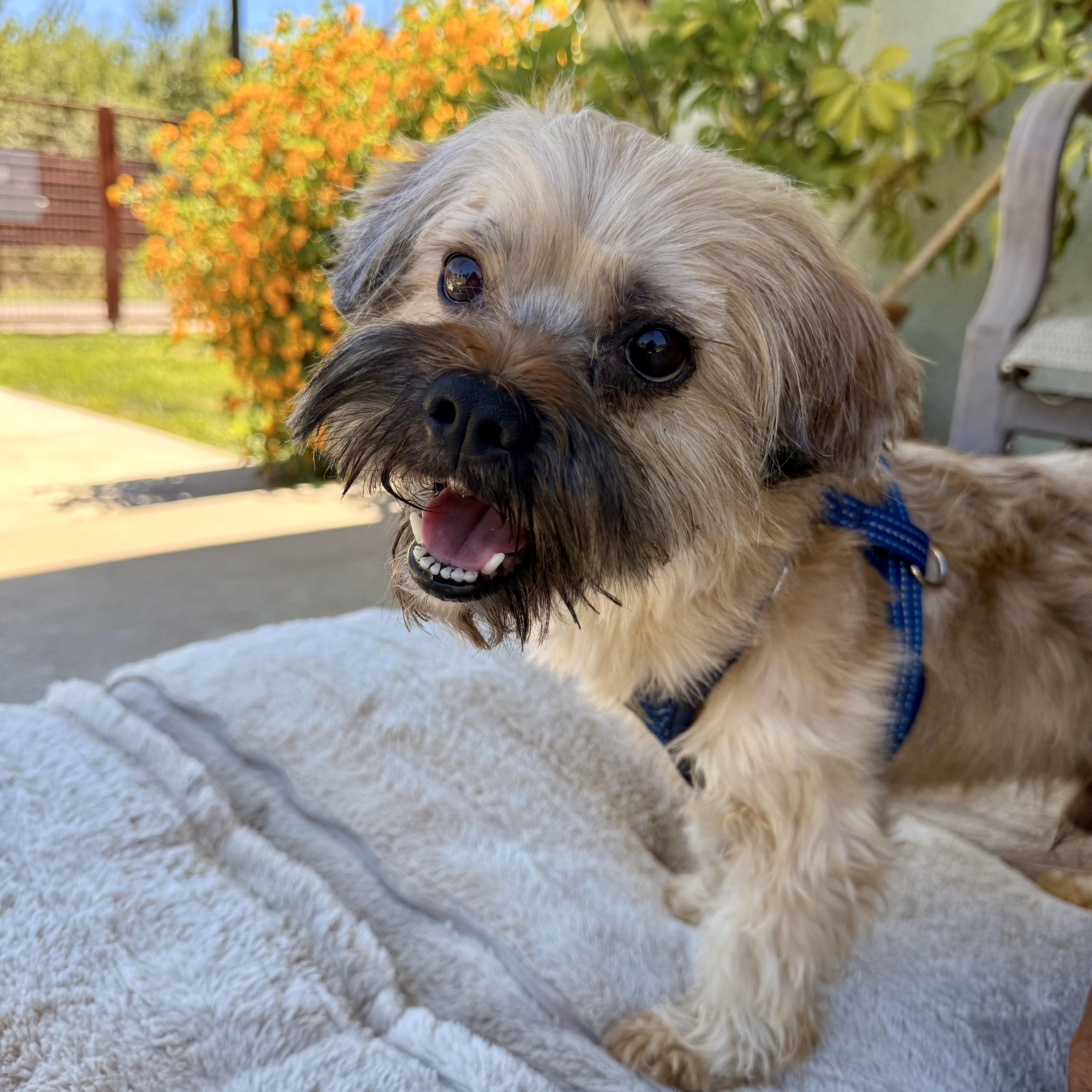 Chewy, an adopted Shih Tzu in modesto, CA image 1/6
