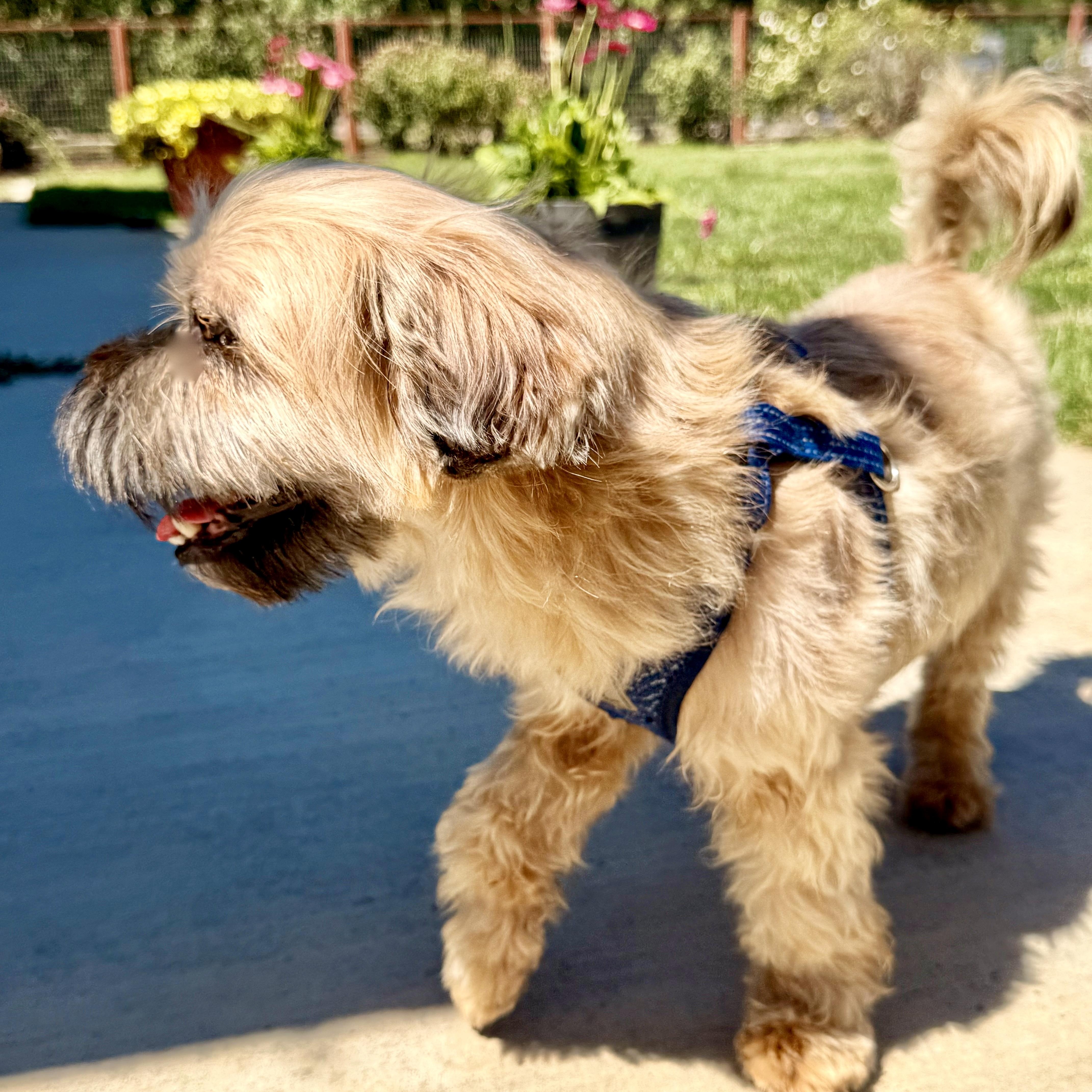Chewy, an adopted Shih Tzu in modesto, CA image 5/6