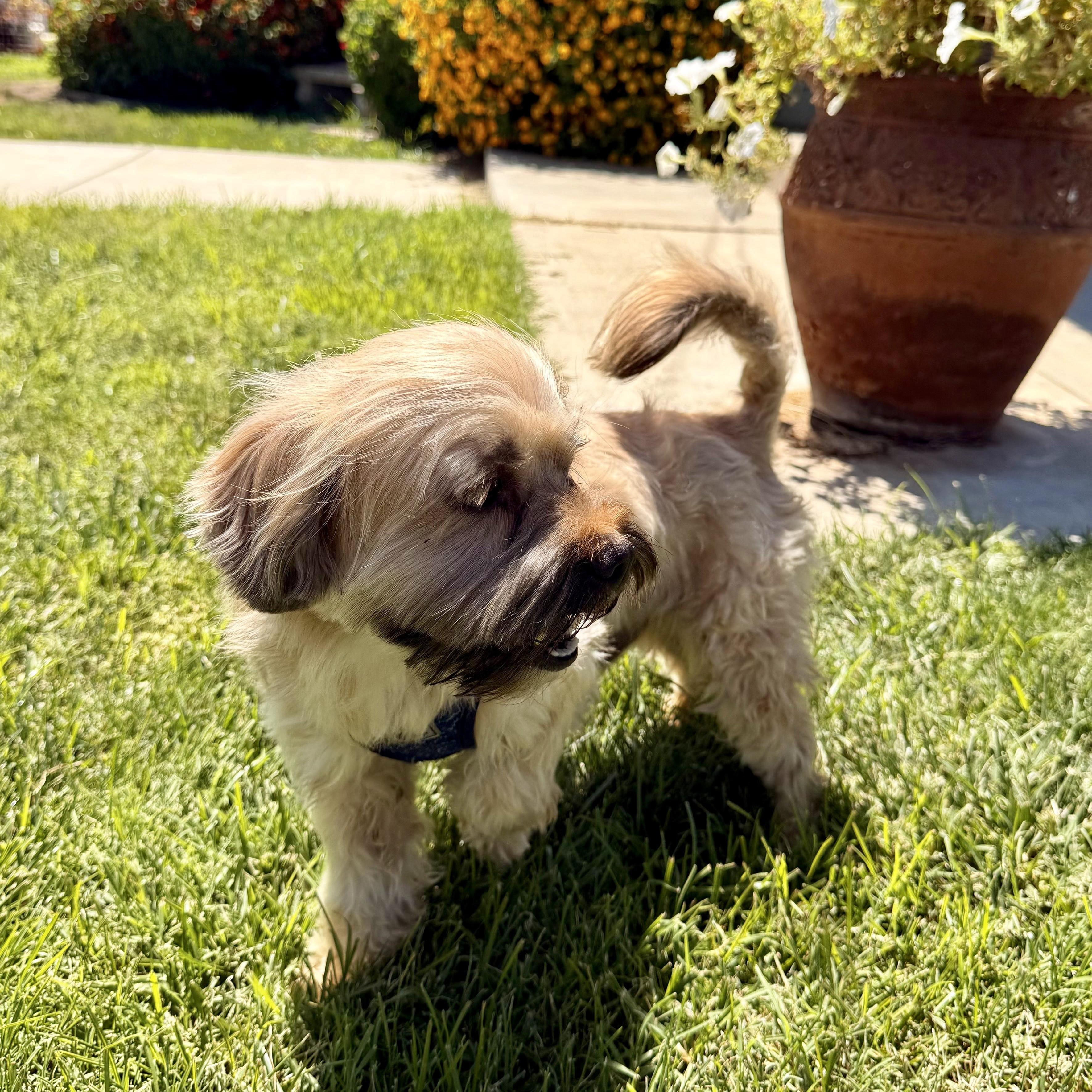 Chewy, an adopted Shih Tzu in modesto, CA image 3/6