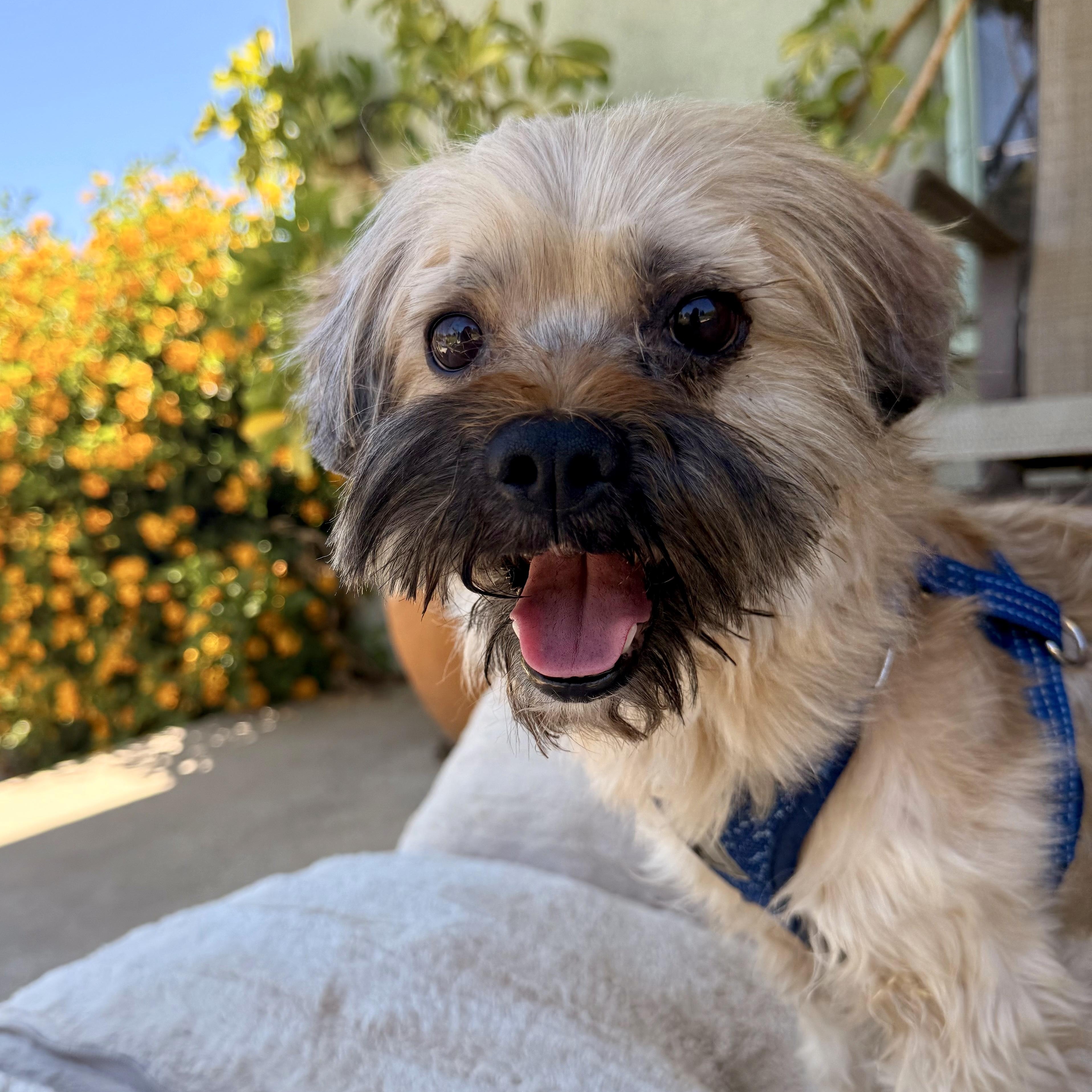 Chewy, an adopted Shih Tzu in modesto, CA image 4/6