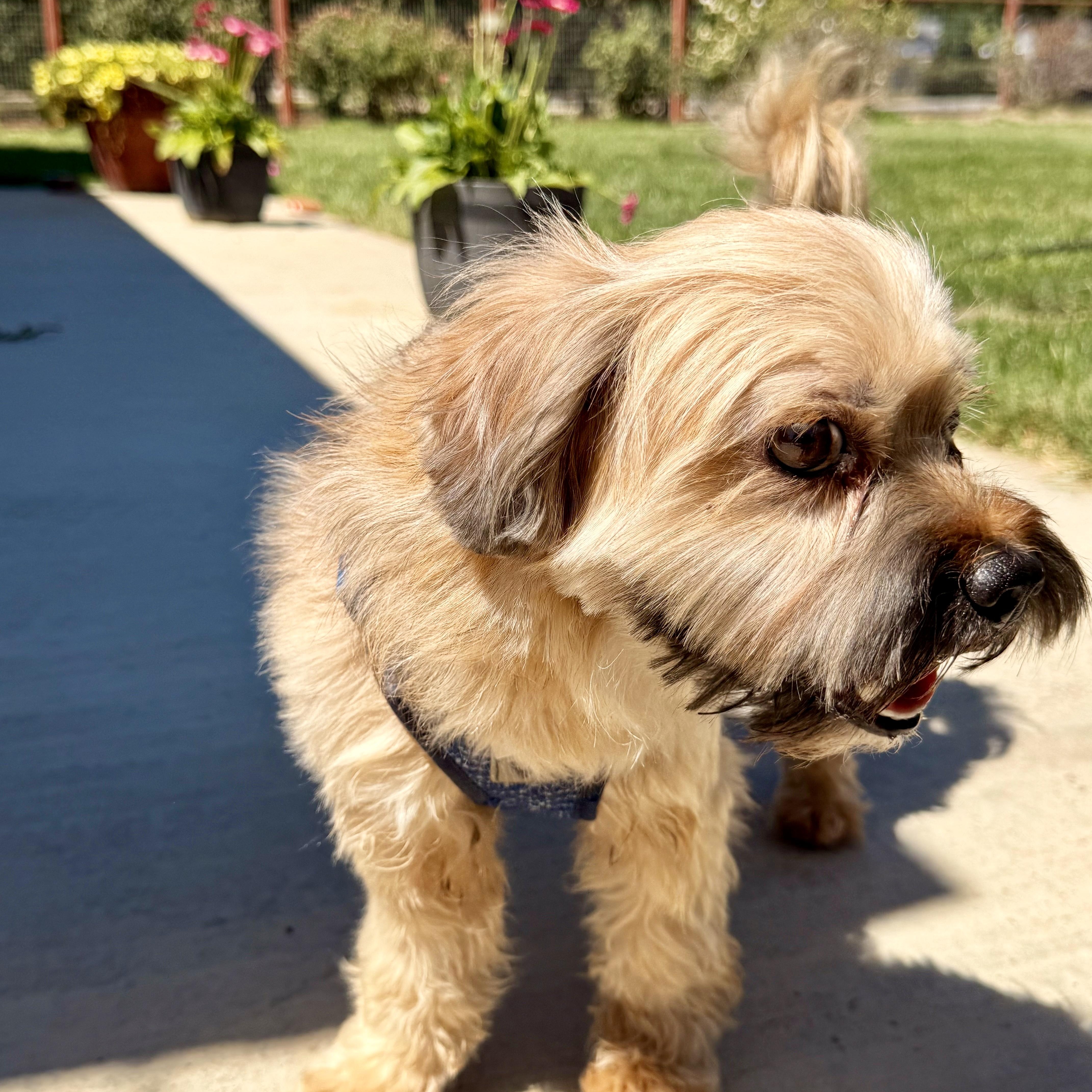 Chewy, an adopted Shih Tzu in modesto, CA image 6/6