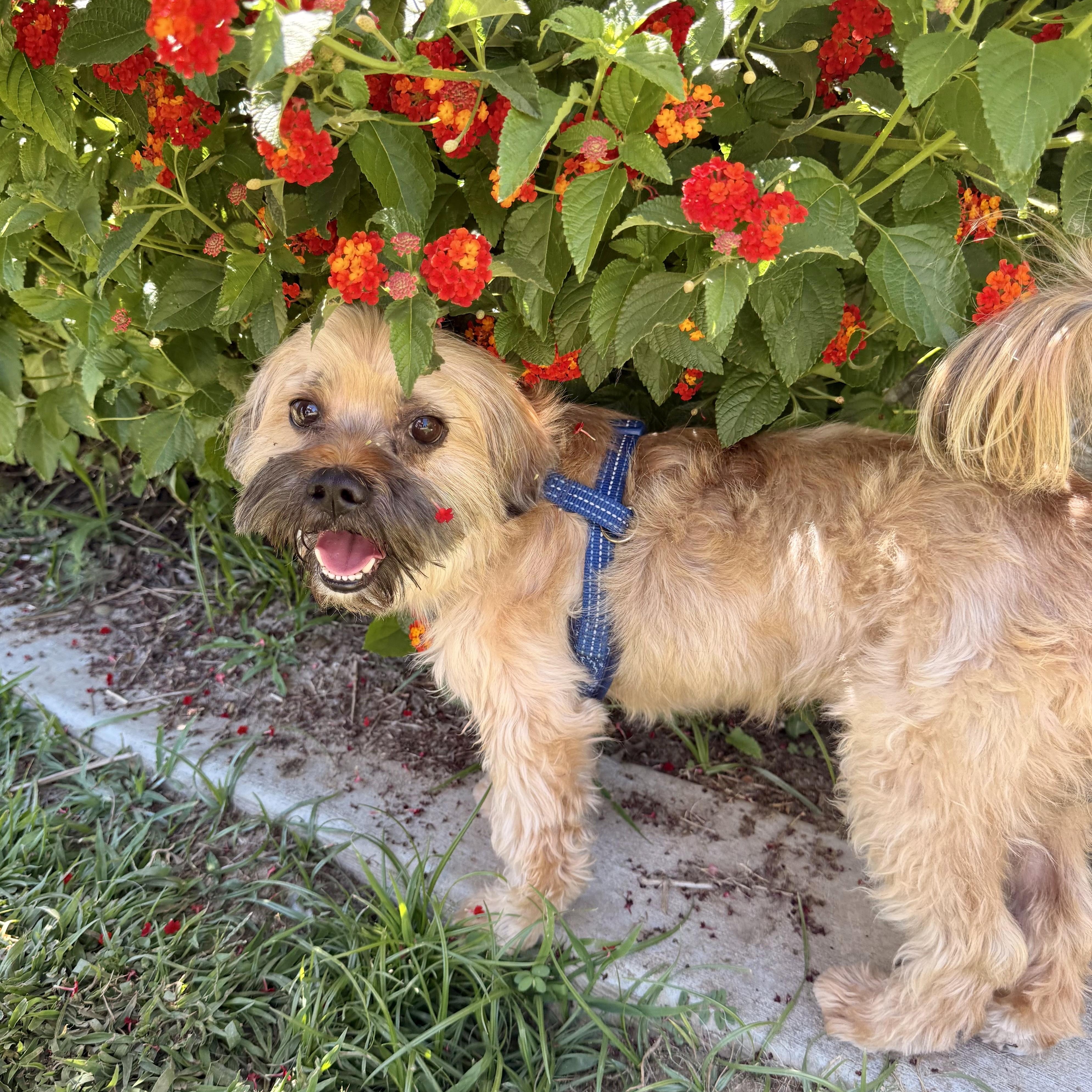 Chewy, an adopted Shih Tzu in modesto, CA image 2/6