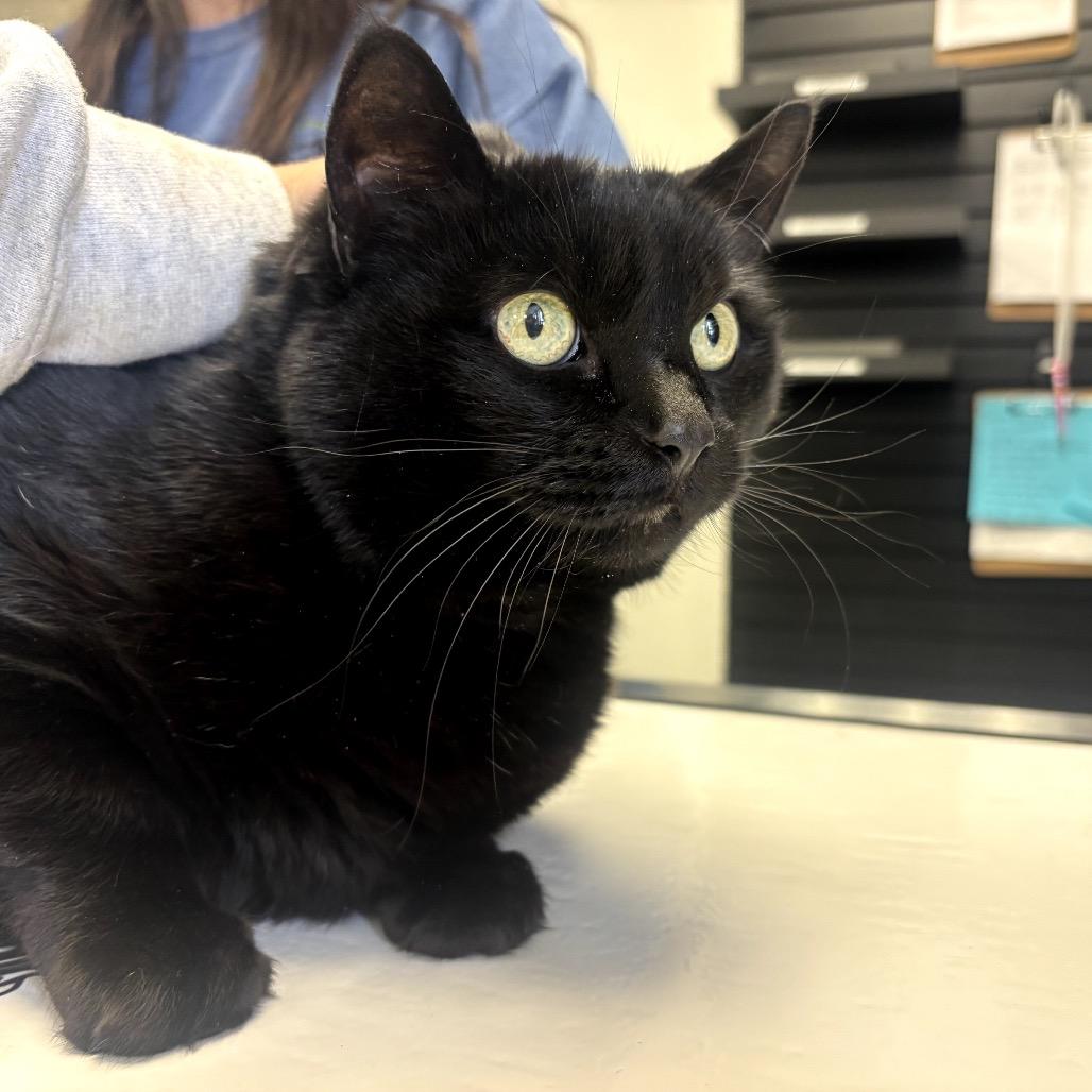 Meatball, Adoptable, Adult Female Domestic Short Hair.